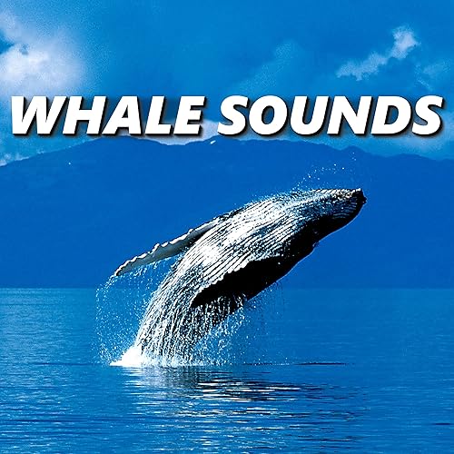 Whale Sounds by Whale Song on Amazon Music Amazon.co.uk
