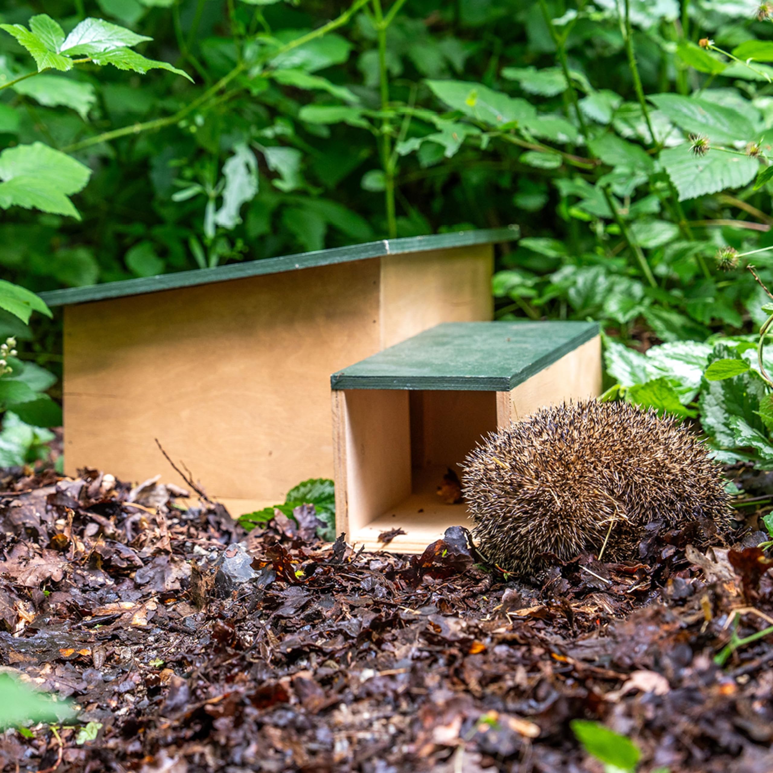 CJ Wildlife Igelhaus Winterfest – Igelfutterhaus aus wetterfestem Holz – 90-Grad-Eingang – einfaches klick-System – für Erwachsene Igel