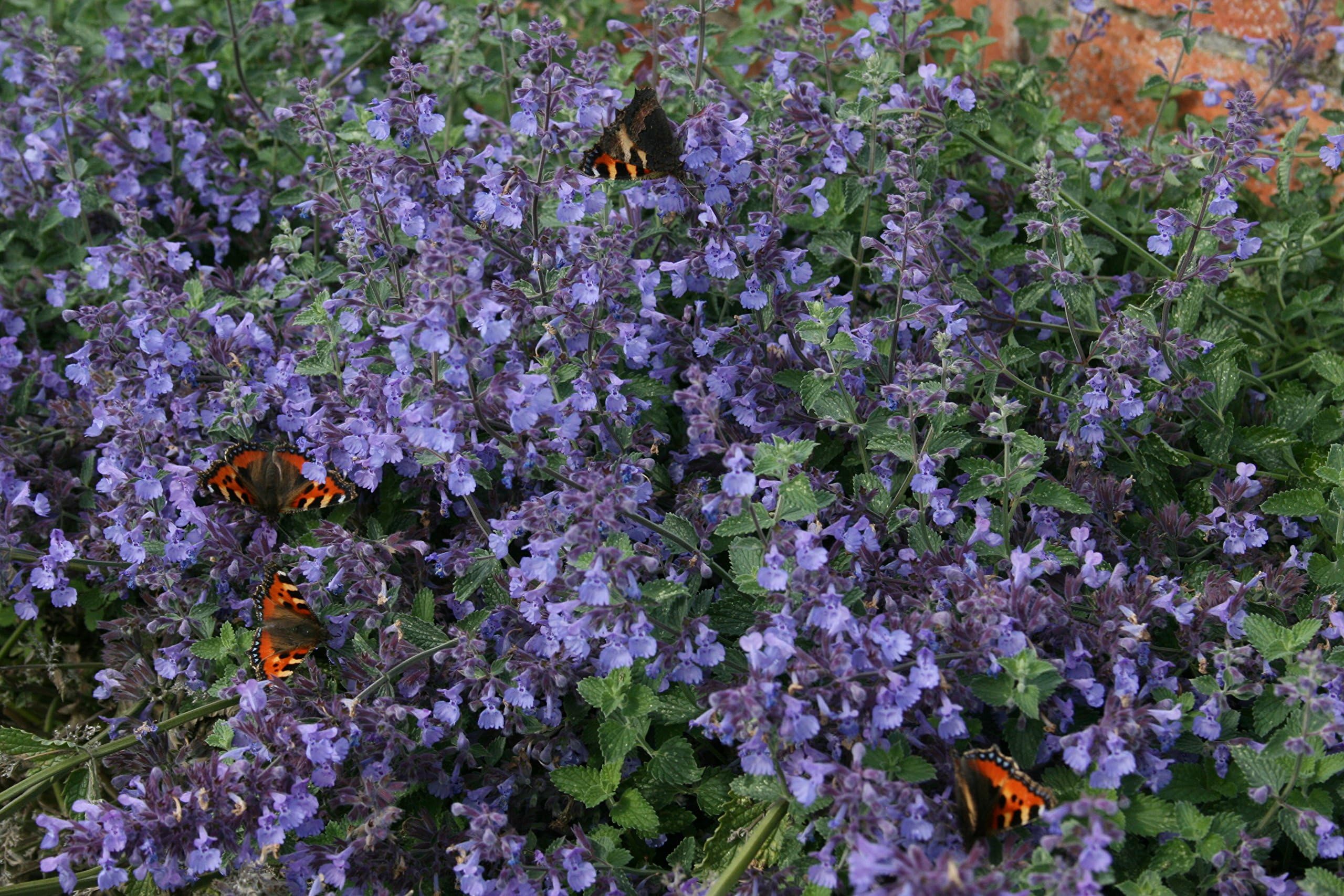 Nepeta x faassenii 'Kit Cat' : aka cat mint, a garden tested, hardy perennial plant supplied in a half litre pot