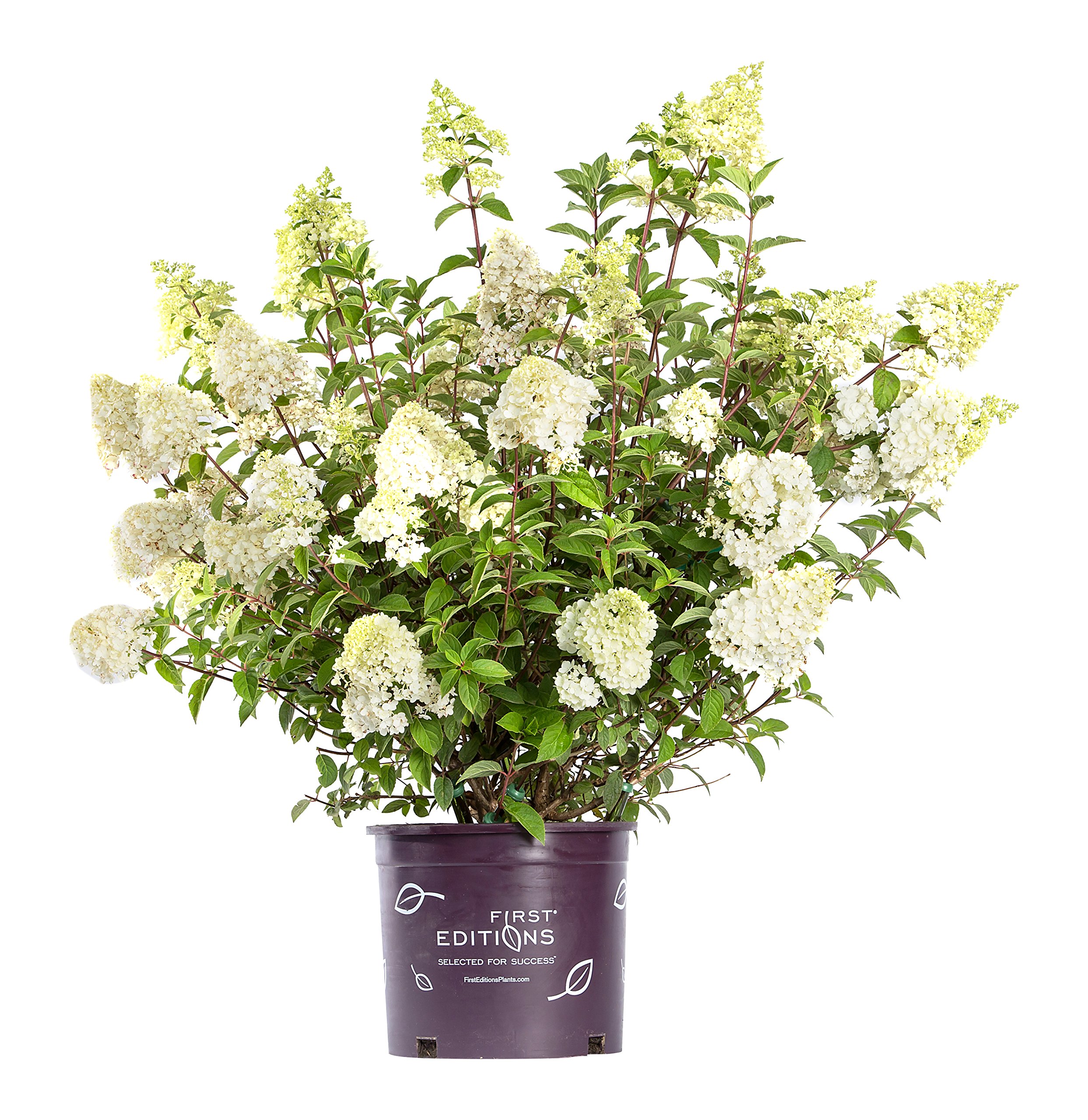 First Editions Vanilla Strawberry Hydrangea