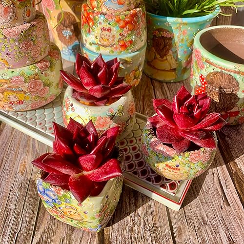 Miniatura 4 de Echeveria Agavoides v Romeo Rubin - Kit de suculentas con maceta de plástico, 1 cabeza de planta viva de 2.5 pulgadas, suelo comprimido y guía, para