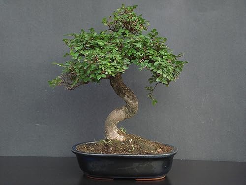 Olmo chino Indoorbonsaiexotics