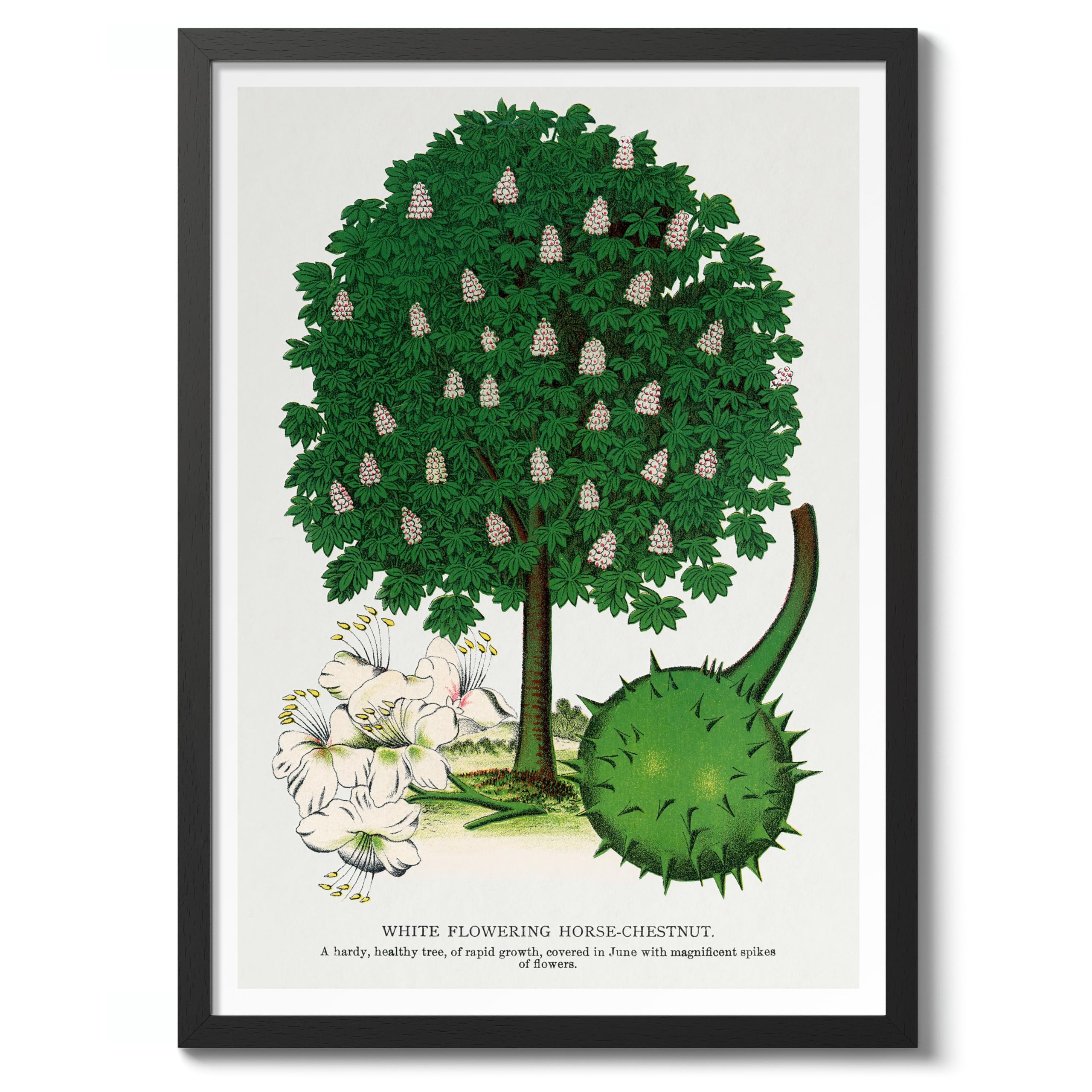 White Flowering Horse-Chestnut Vintage Botanical Tree Poster, Nature Home Decor Wall Art, Retro Encyclopedia Illustration, Archival Matte, 50x70cm (Black Frame) - 50x70cm โ image 1