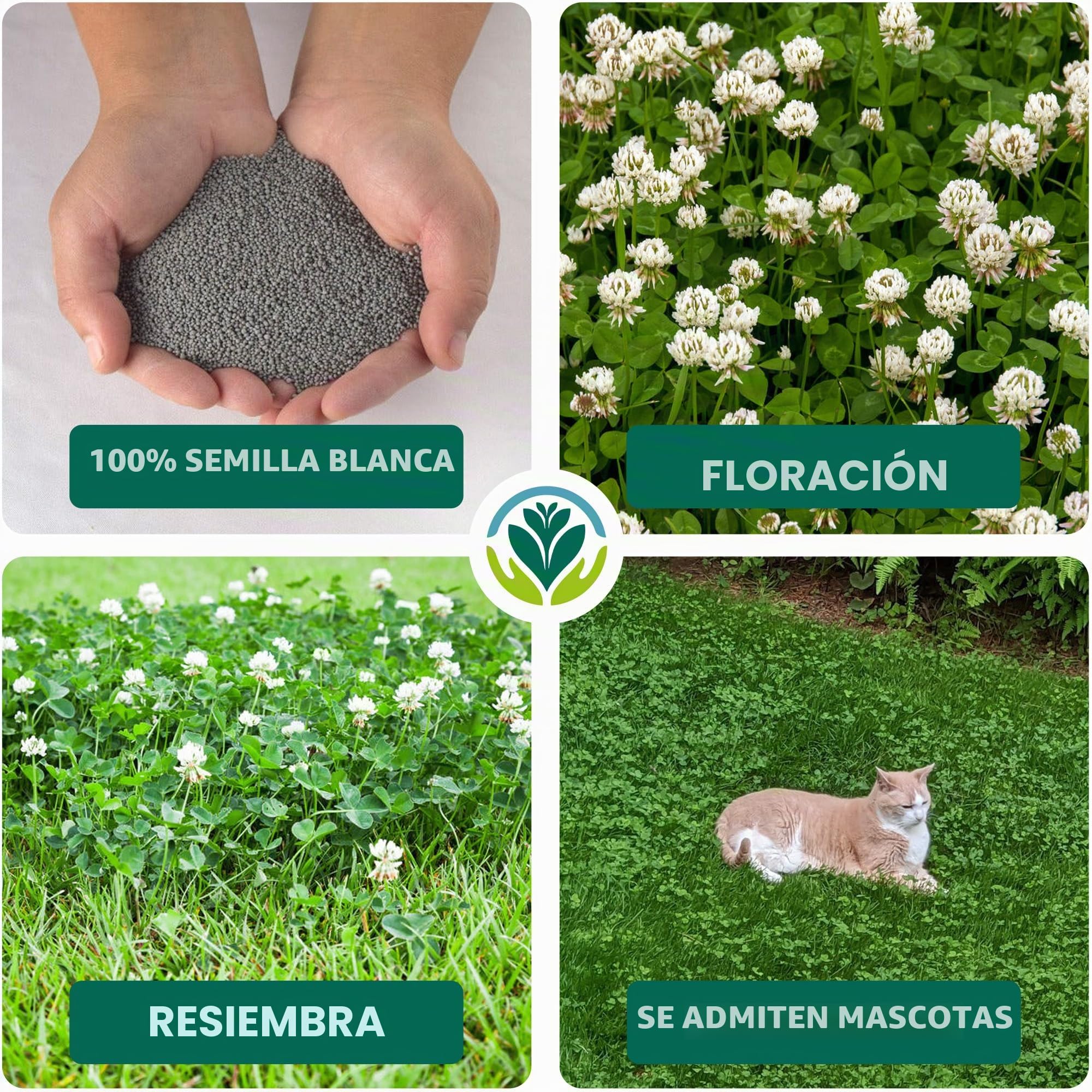 1kg Semillas de Trébol Blanco Micro Ecológicas Resistente a la Sequía para Césped