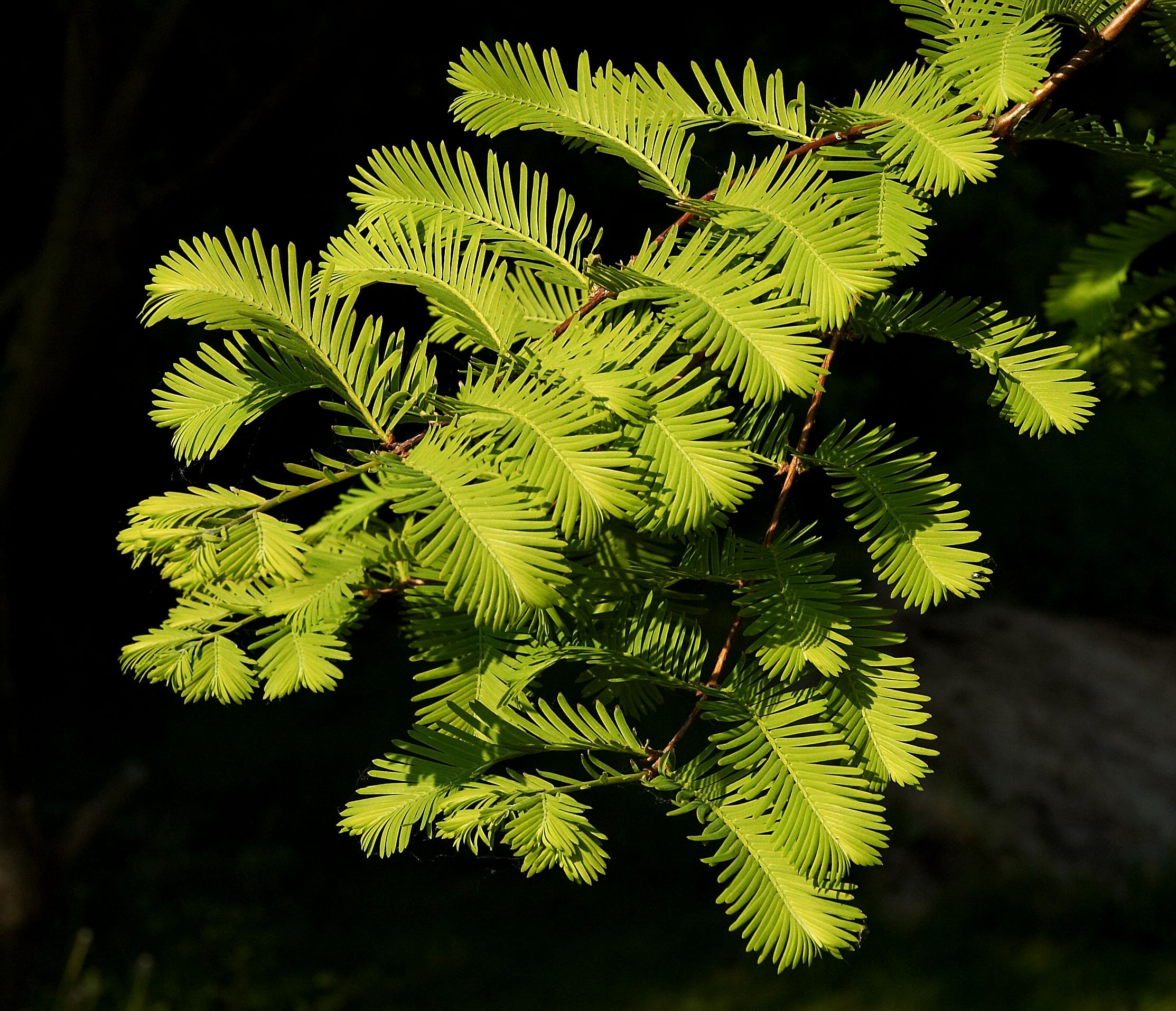 Amazon.co.jp: メタセコイア（アケボノスギ） 種子50粒 Dawn redwood