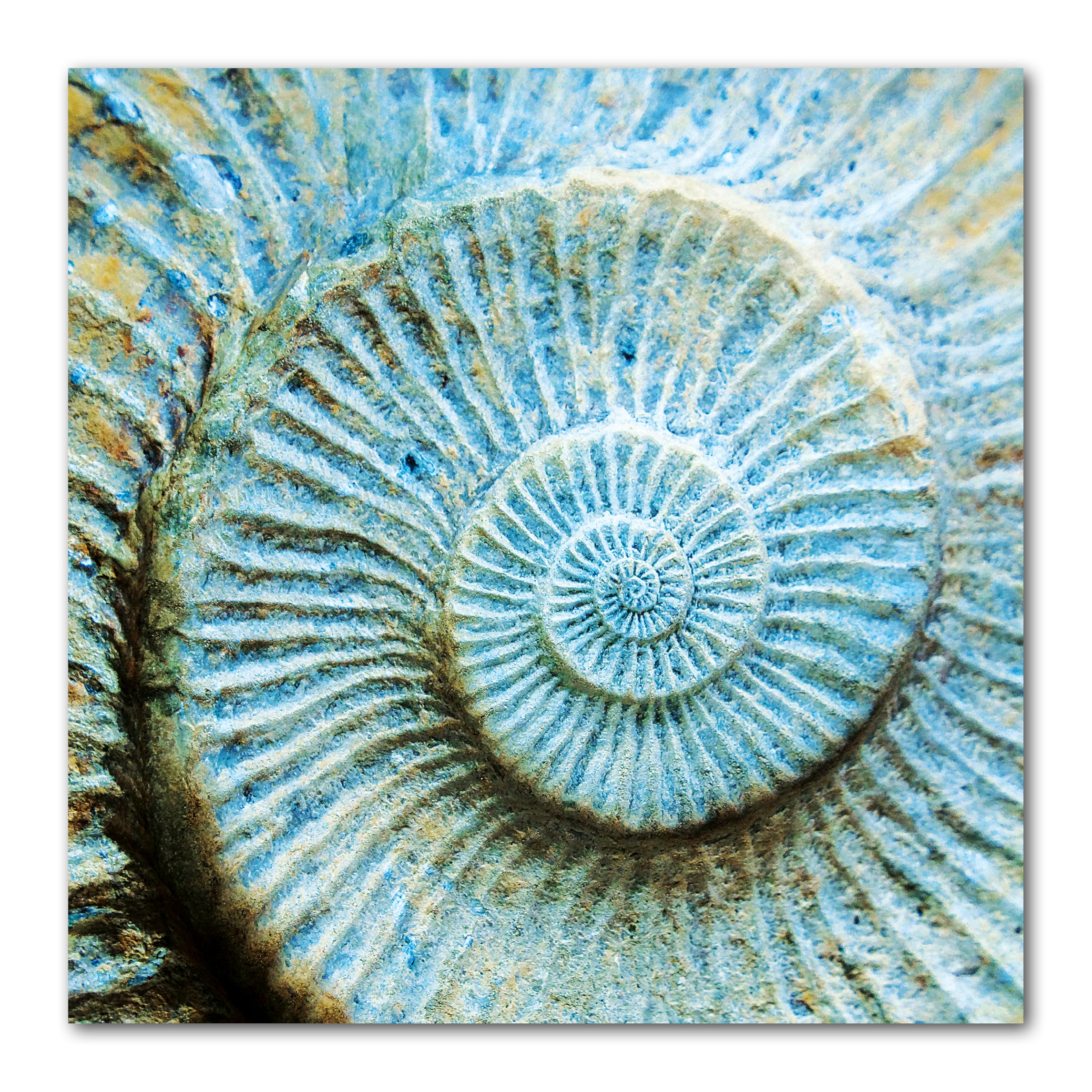 Glücksvilla - Unendlichkeit (Leinwand-Bild 5 cm, 120 x 120 cm) | div. Maße - aus DE - Kunstdruck XXL Deko Wandbild Quadrat - Muschel Schnecke Versteinerung Fossilien