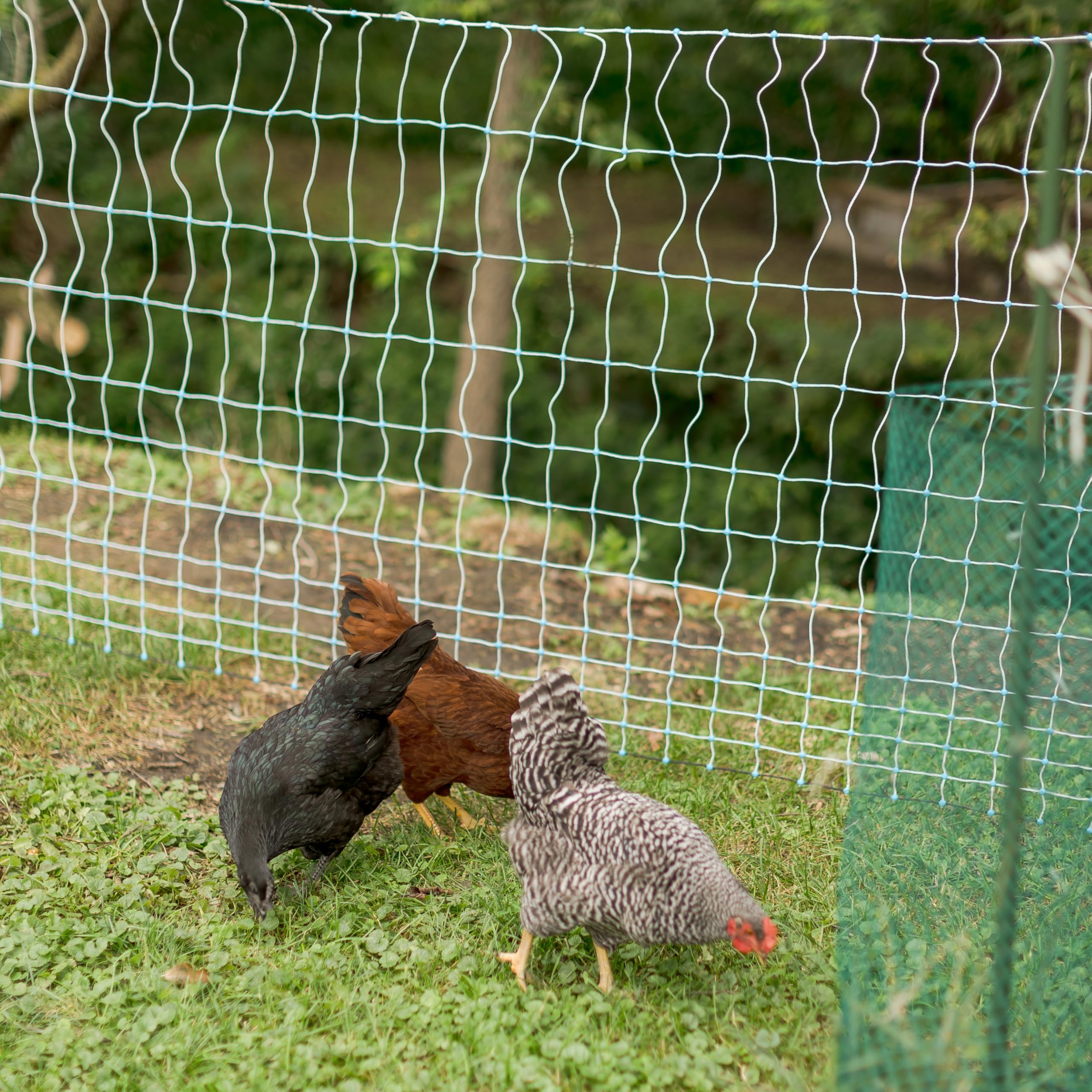 Starkline 42" x 164' Electric Poultry Netting w/Double Spiked Fiberglass Posts (11/42/3) Electric Fence for Chickens in Backyards, on Homesteads, Farms, and Ranches - 4