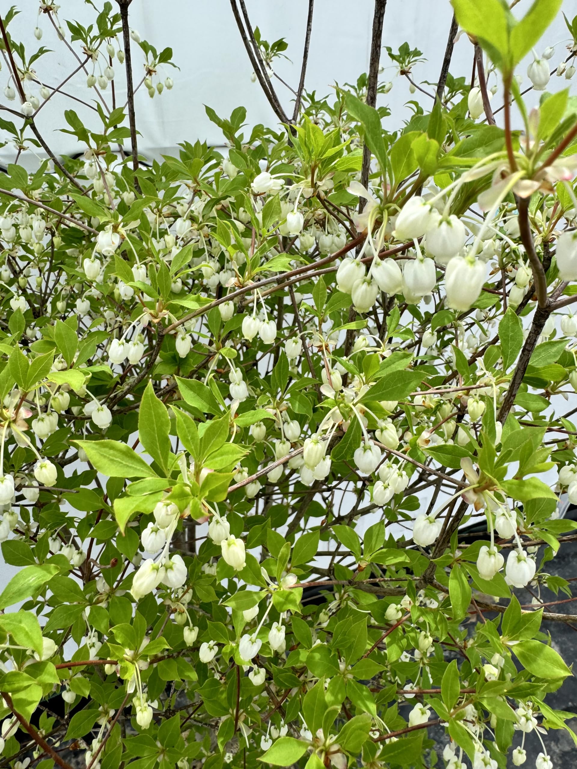 雰囲気抜群 傘が掛かるような ドウダンツツジ 481 樹高1.2m位 灯台躑躅 楽天市場】【現品】山採り【大型ドウダンツツジ】灯台躑躅 株