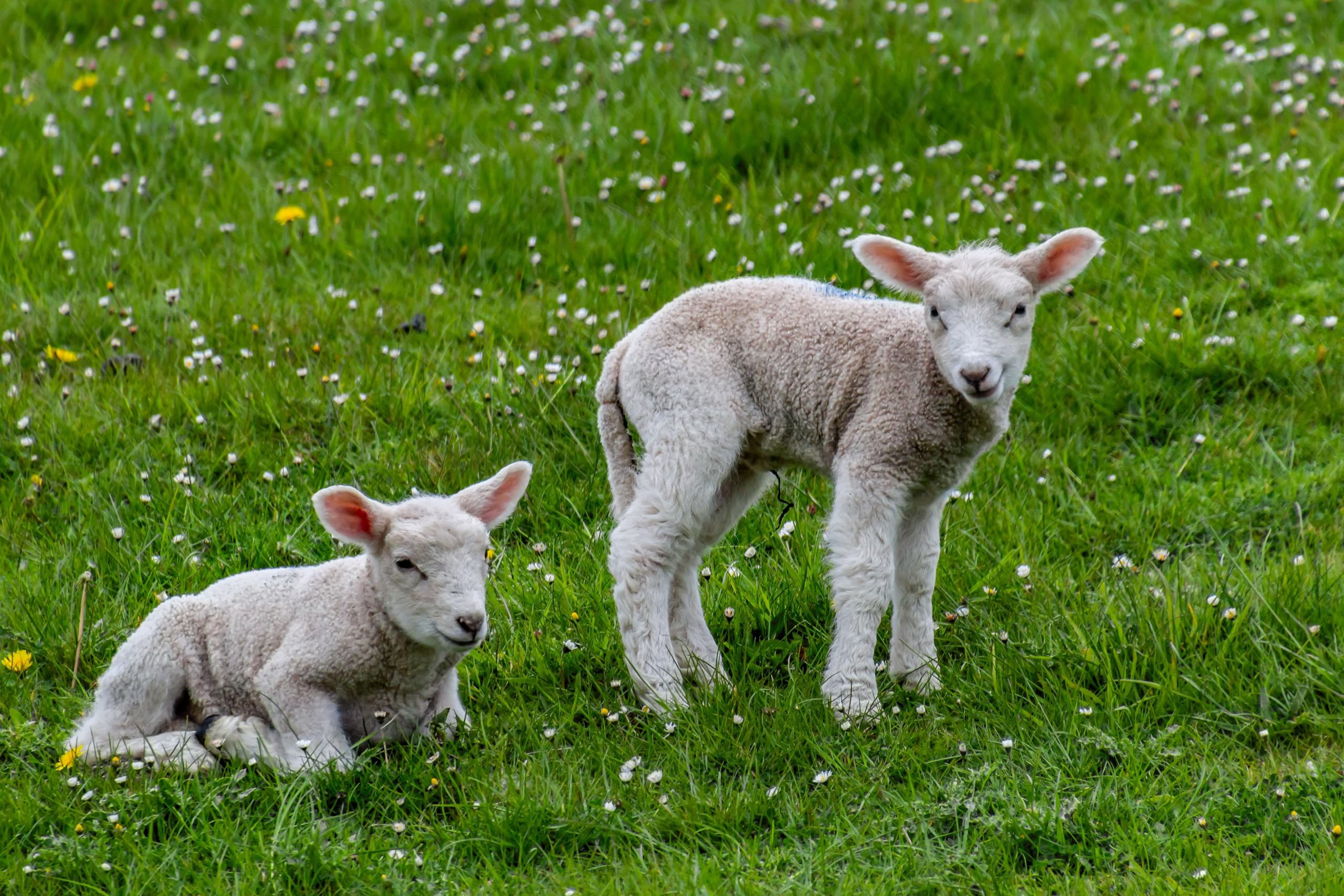 Schaf & Kleintierweide Samen. Frischfutter für Schafe, Hasen, Meerschweinchen usw. (100m² = 200,0g)