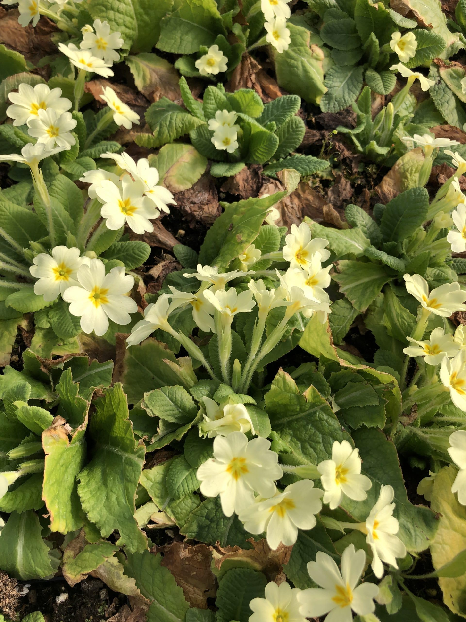 6x Marigold - Primula Vulgaris | 9x9 cm pot