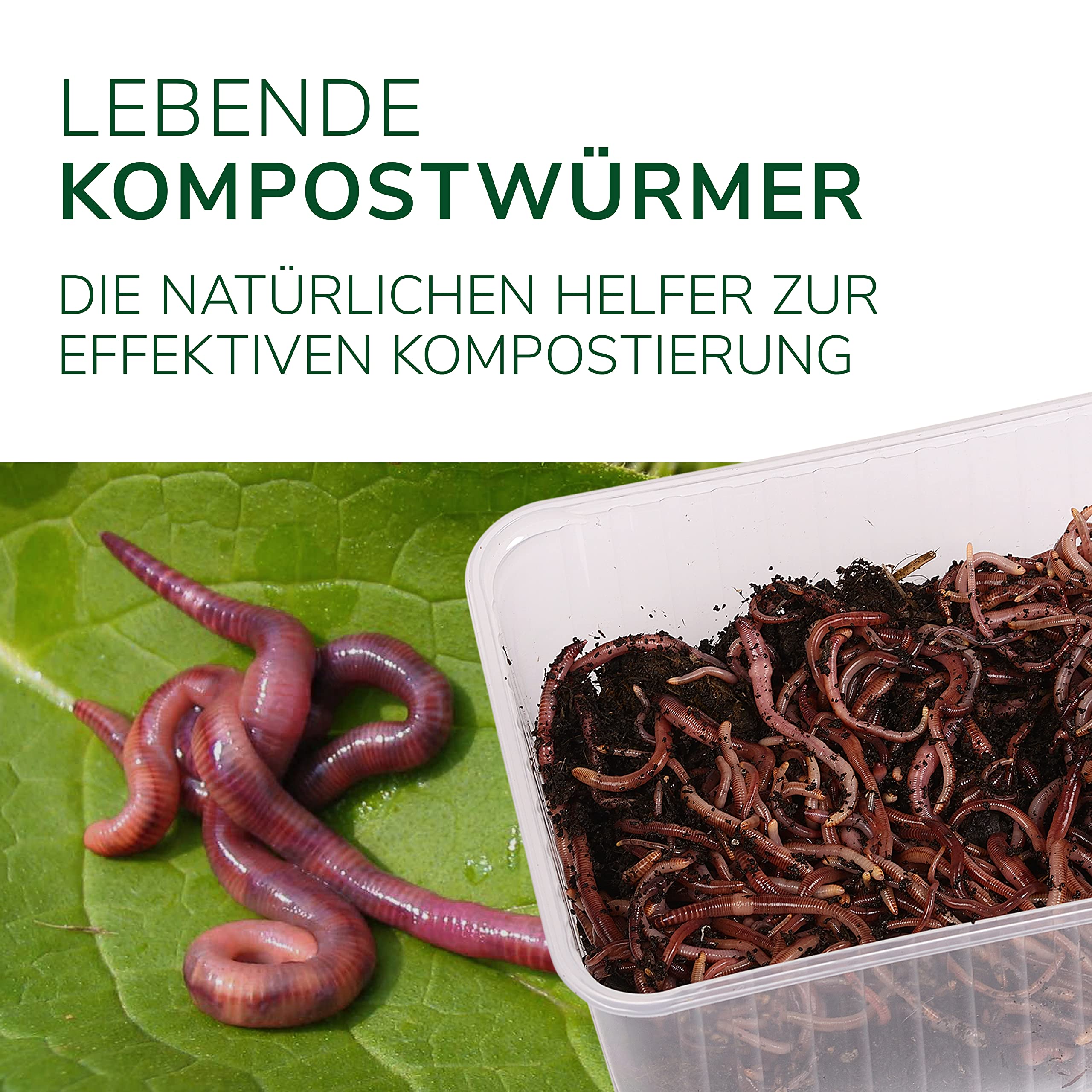 Natursache Kompostwurm-Mix 250 STK./Box + E-Book I Mit 3 Arten lebenden Kompostwürmer I Für eine schnelle & nachhaltige Kompostierung in Schnellkomposter, Thermokomposter und Wurmkomposter etc.
