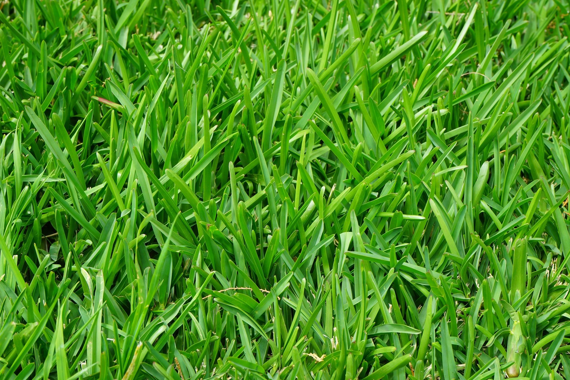 Seme Prato Erba Kikuyu,Gramignone ultra resistente kg 1, Mondonatura Srl