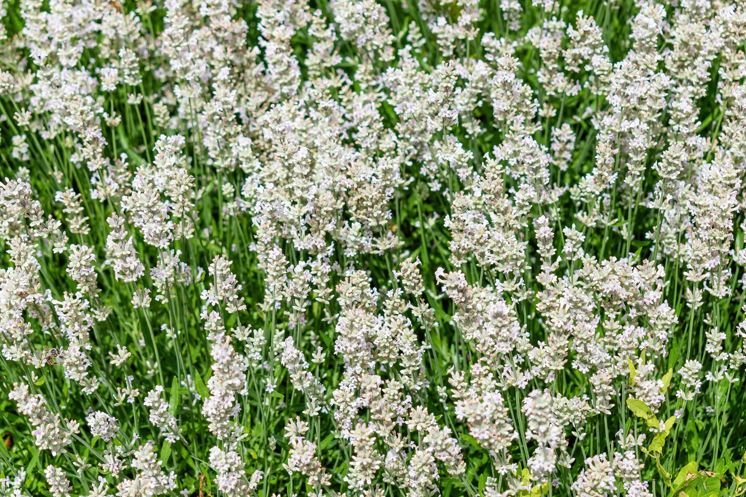 Stauden Gänge 10 x Lavandula angustifolia 'Alba' Echter Lavendel winterhart | Immergrüne Staude für Sonne, Blüte Juli bis August, mehrjährig, 9x9 cm Topf