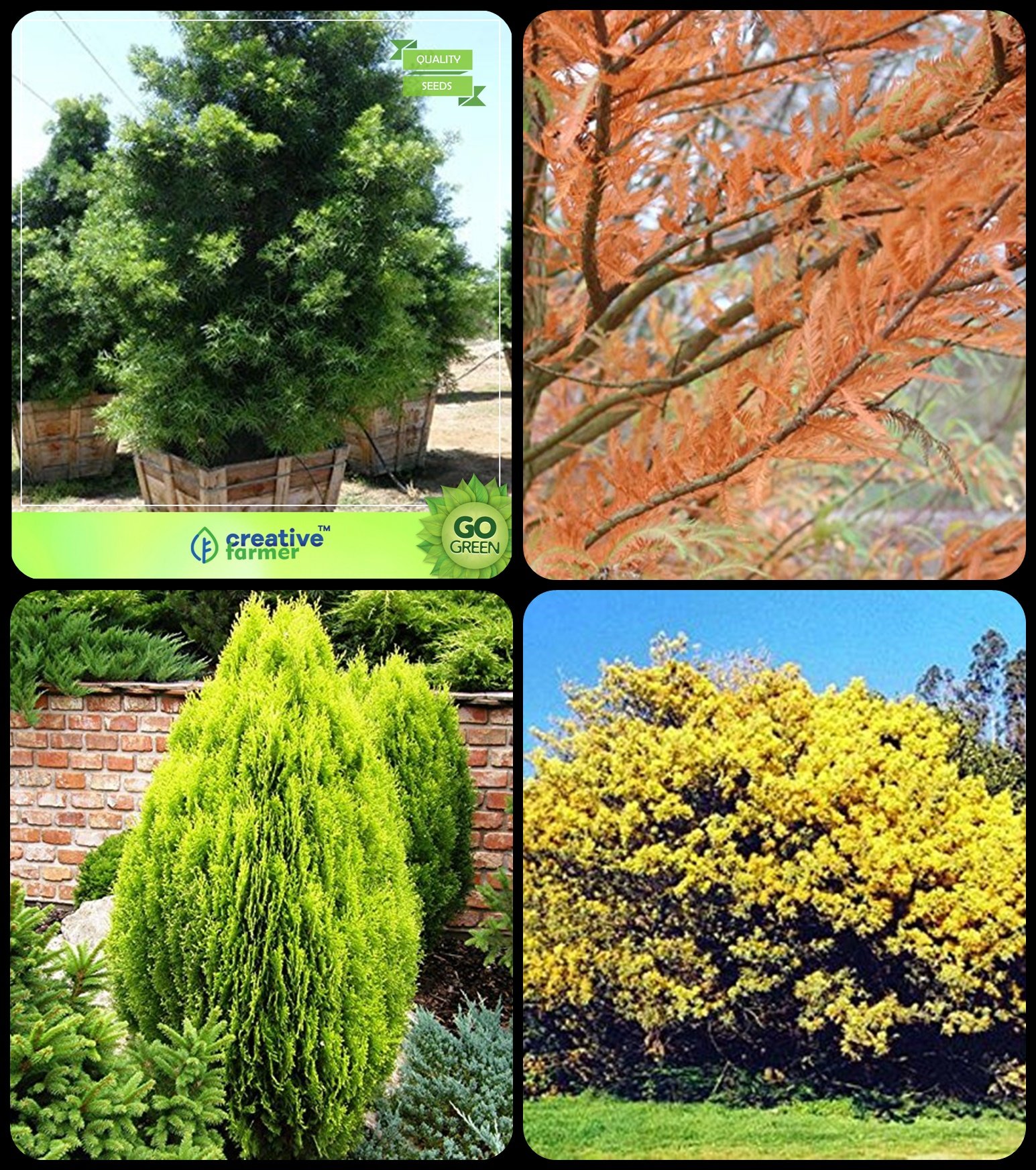 Buy Creative Farmer Rare Exotic Seeds Podocarpus Gracillior,Taxodium