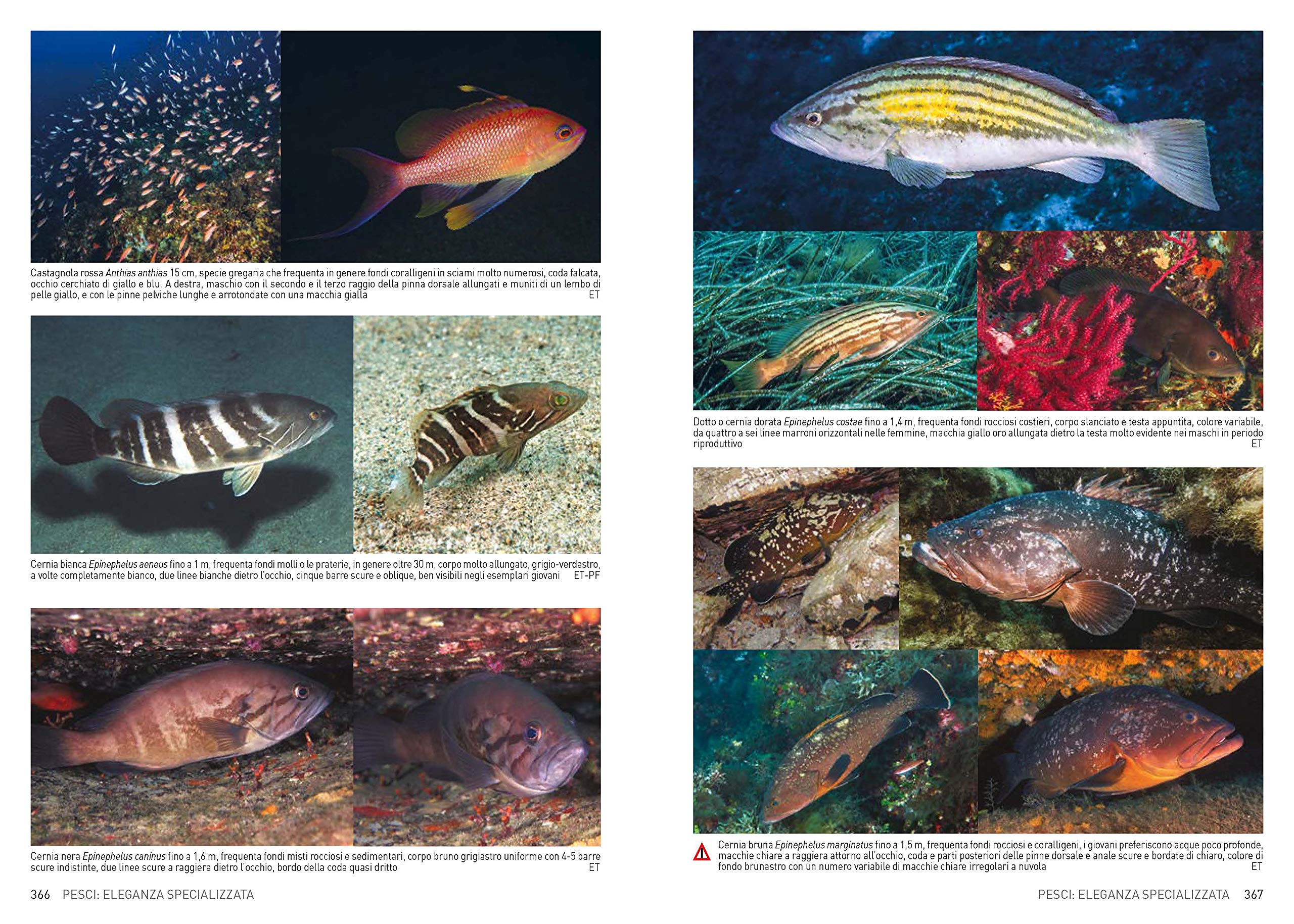 Atlante di flora e fauna del Mediterraneo. Guida alla biodiversità degli ambienti marini. Ediz. a colori