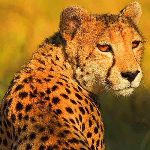 Wild Cheetah Running Simulator Hunter Attack Jungle Life Survival Games for Free