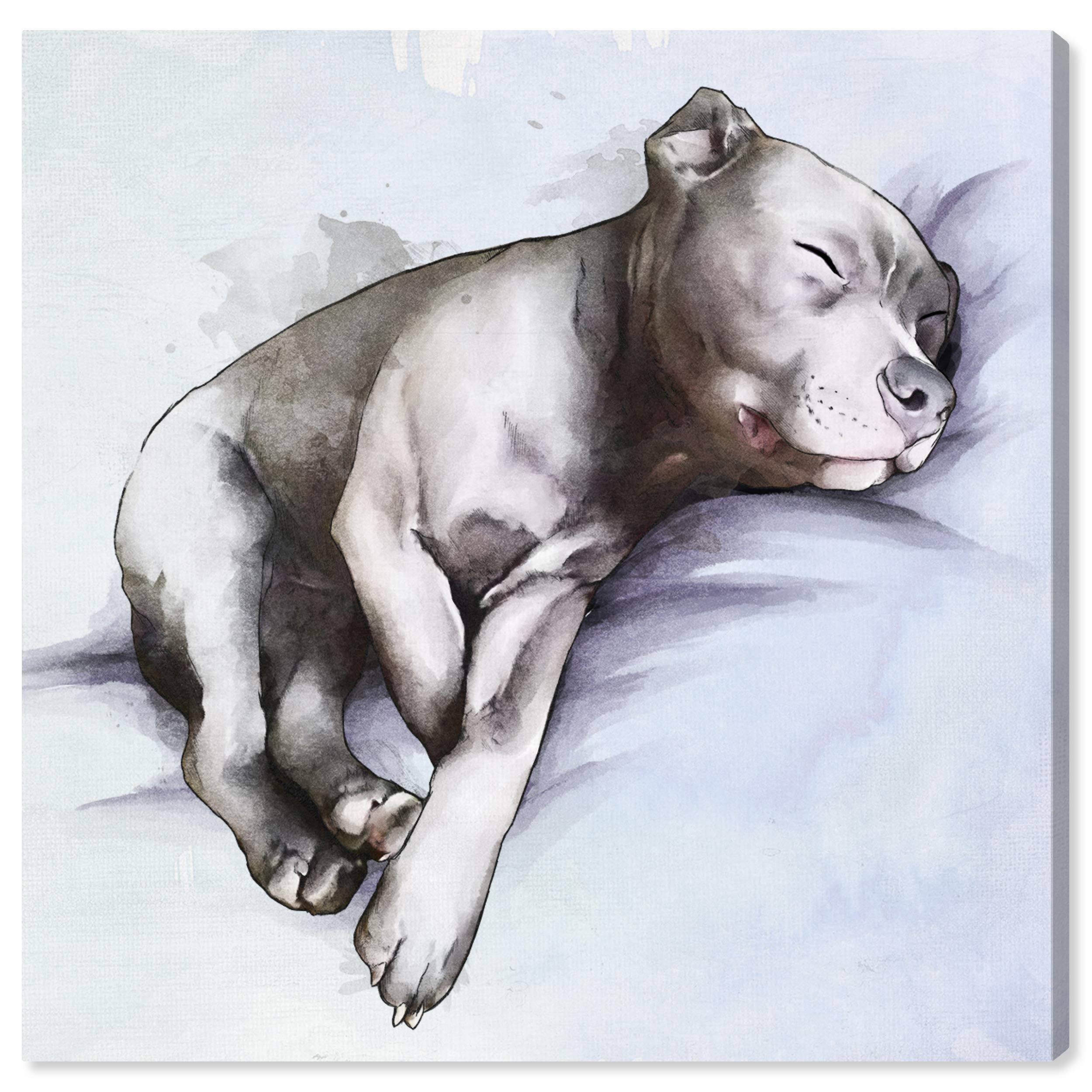 The Oliver Gal Artist Co. Animals Wall Art Canvas Prints 'Sleeping Pitbull' Home Décor, 30" x 30", Gray, Blue