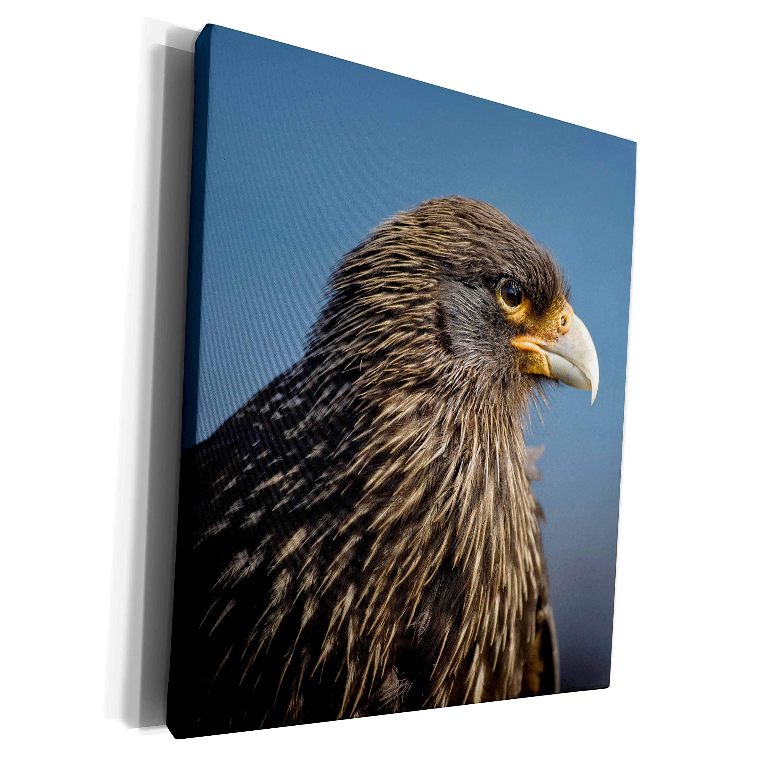 3dRoseMuseum Grade Canvas Wrap - Chimango Caracara bird, Falkland Islands - SA09 KSU0033 - Keren Su Birds