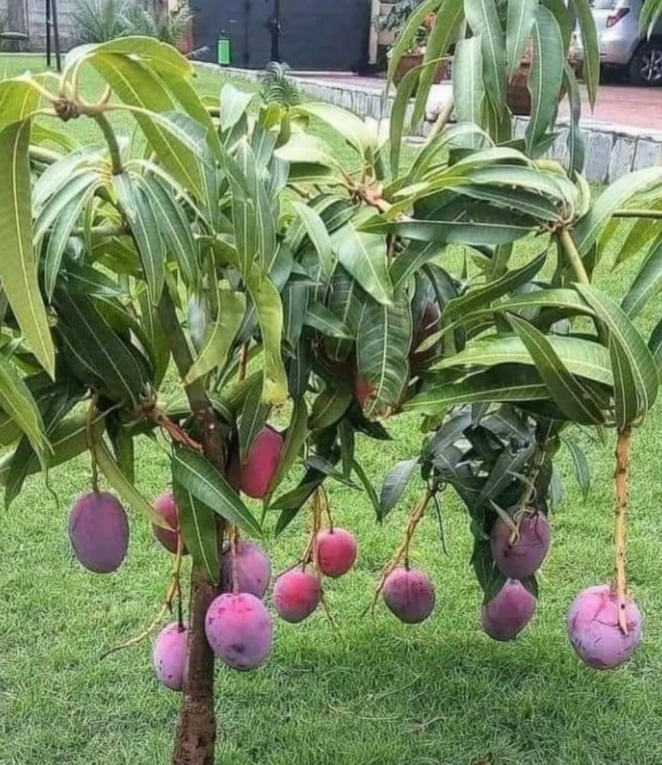 Native Earth Miyazaki Mango Plant Original Grafted - 1 Healthy Live Japanese fruit Tree Height 3to4 feet (B09YQ3QRXS) Amazon Price History, Amazon Price Tracker