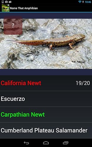 Quiz de curiosidades de espécies de anfíbios