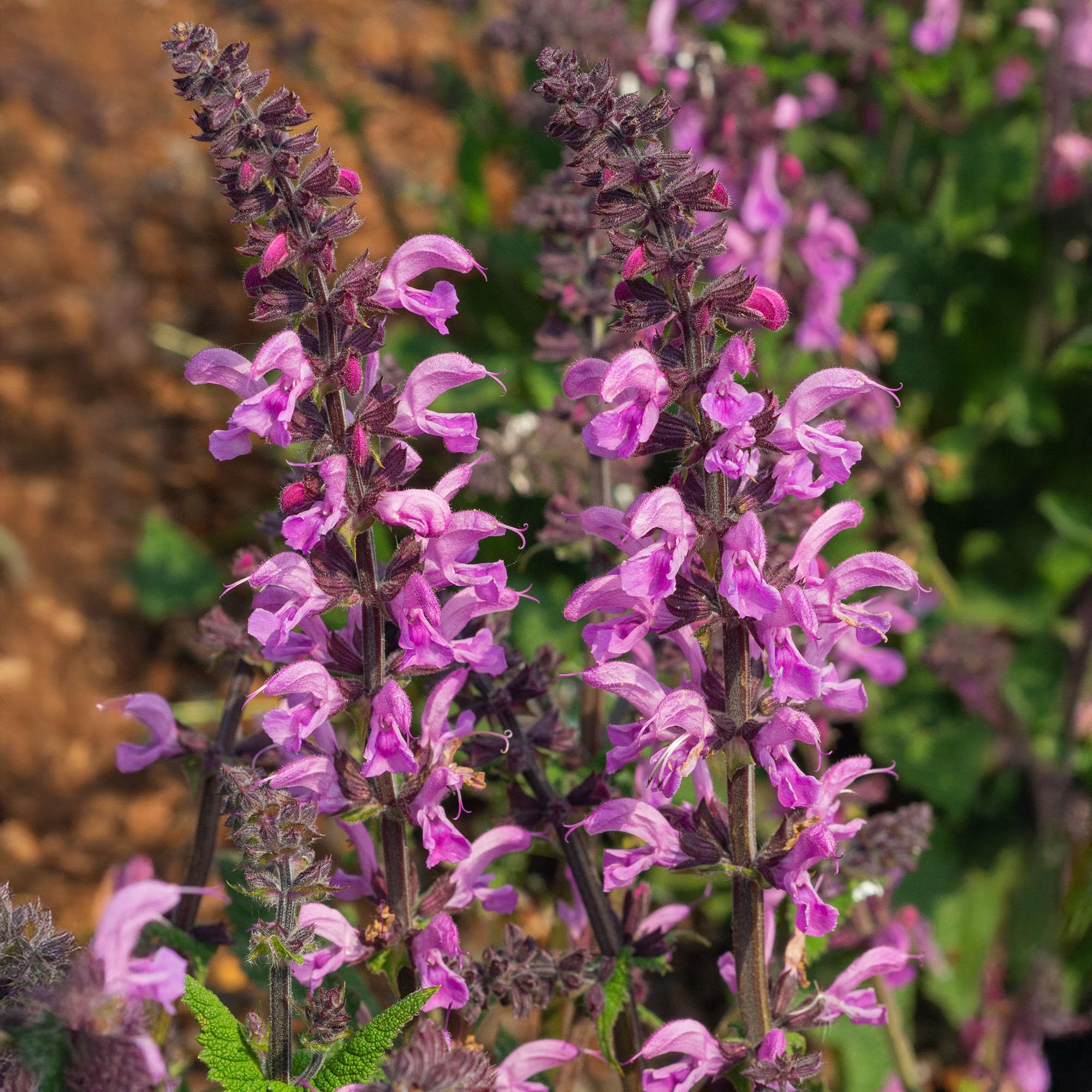 Salvia Pretty in Pink - Real Outdoor Perennial Plants - Garden Ready Plant for Pots & Borders - Hardy Flowering Herb - Summer Colour for Bees, Wildlife & Pollinators (9cm Pot, 10-20cm)