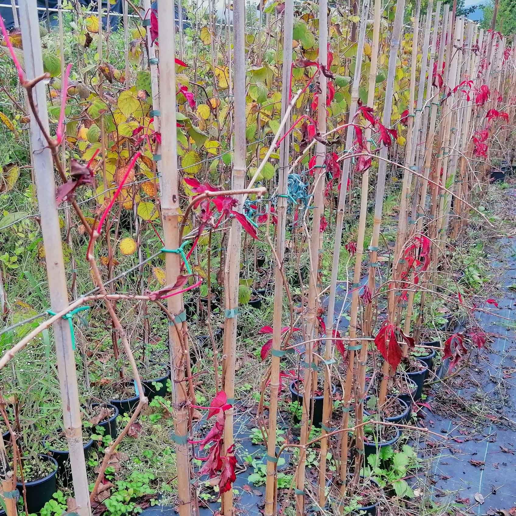 Vite Canadese, 2 piante, altezza 100/120 cm, vaso Ø16, Vite americana, Parthenocissus quinquefolia