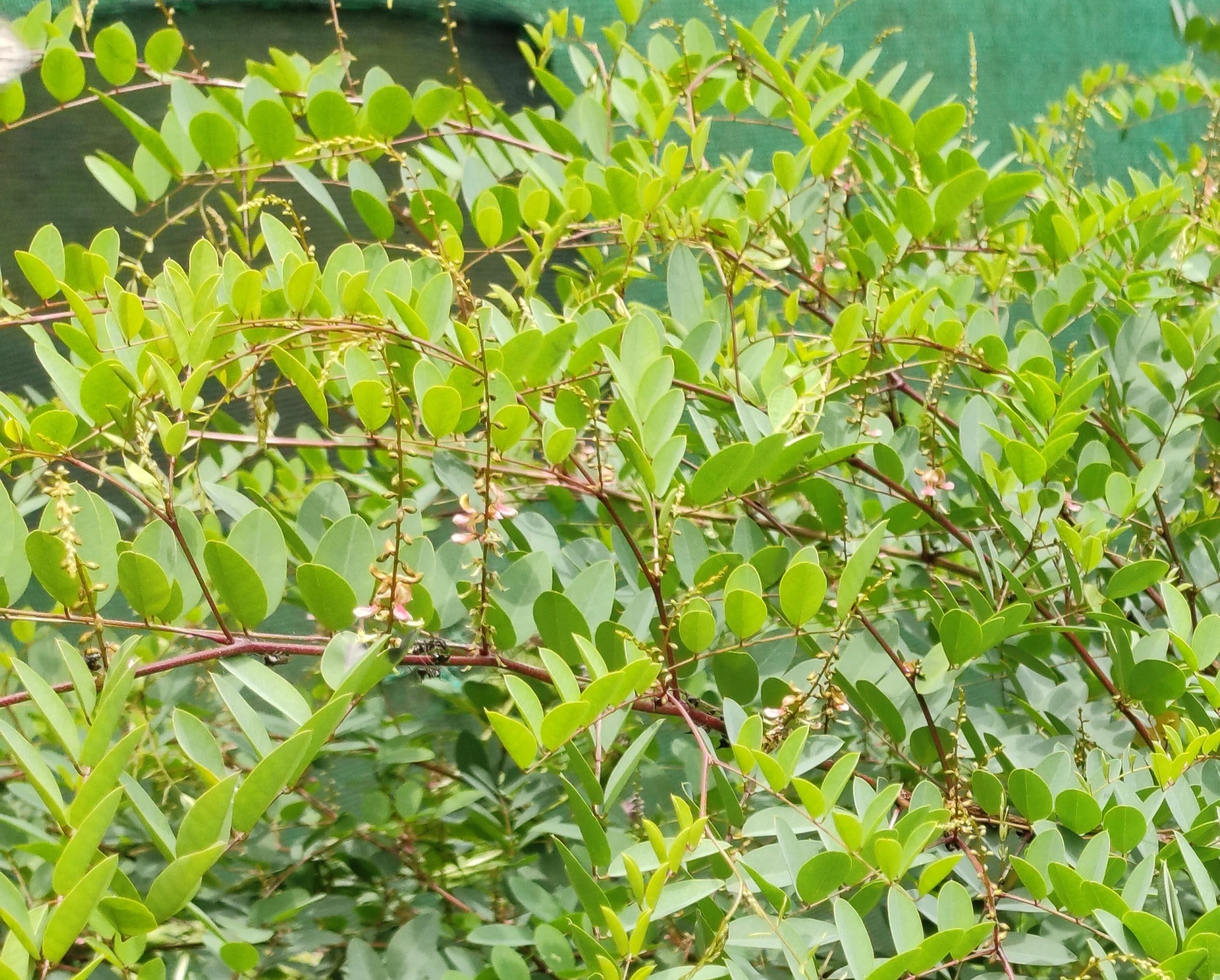 Indian Gardening Medicinal Neelamari Indigo Plant Indigofera Tinctoria Live  Plant  Natural Dye Source | Home Garden | Outdoor Use | Ideal for Herbal  Gardens : Amazon.in: Garden & Outdoors