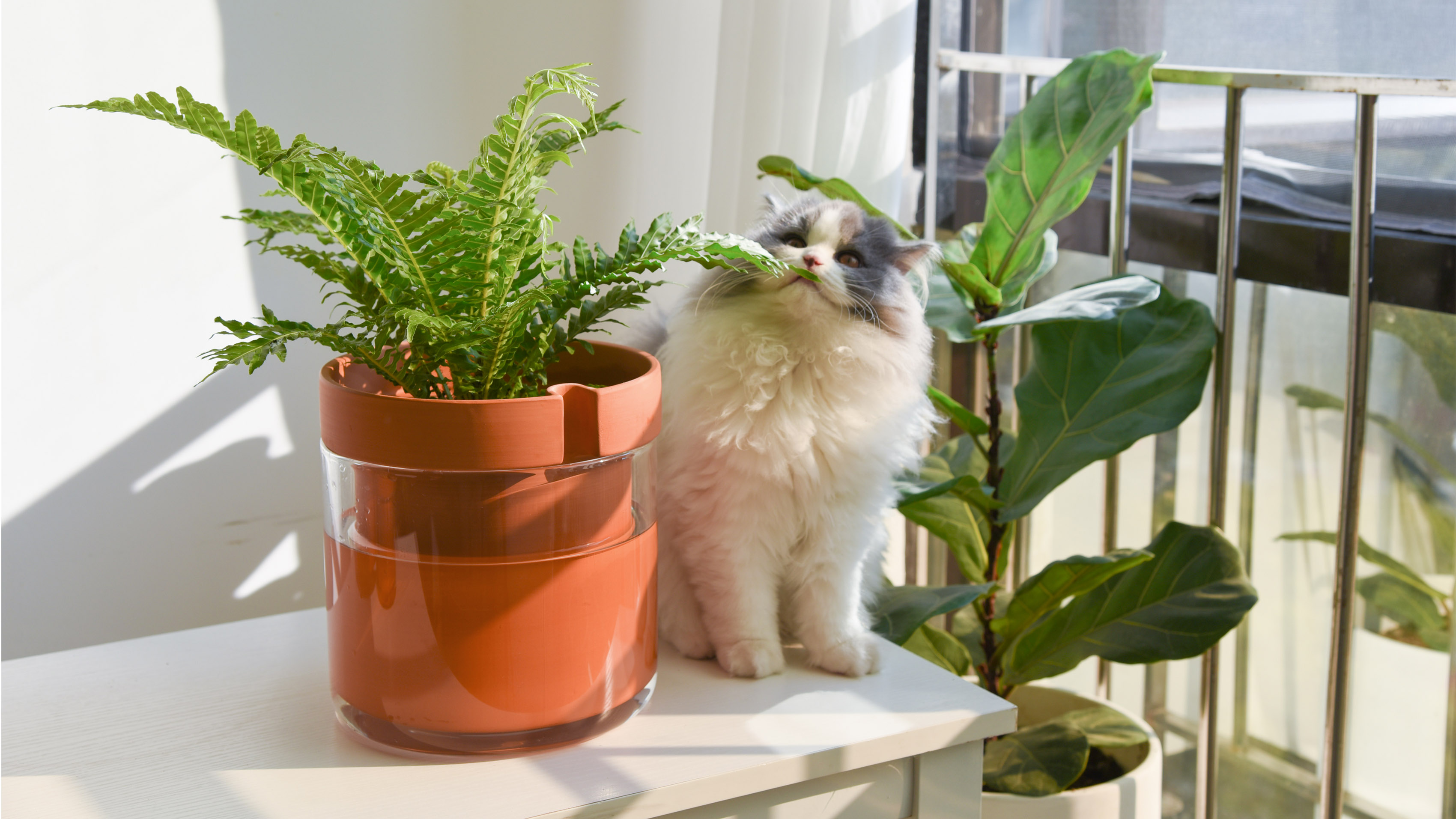 Amazon.com: Phoenix Vine 8 Inch Self Watering Planter Pot