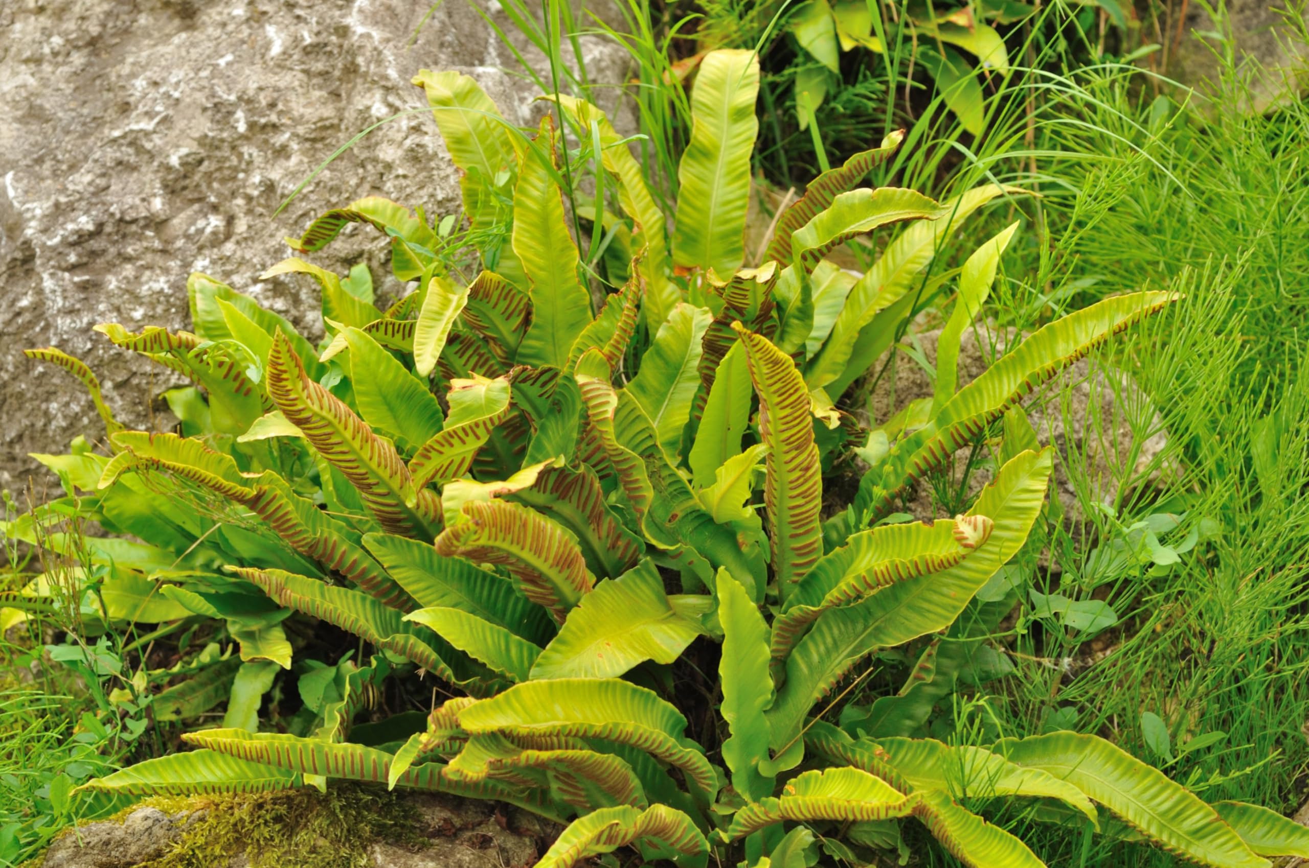 Stauden Gänge 3 x Phyllitis scolopendrium 'Angustifolium' im 1 Liter Topf (Farn/Winterhart/Mehrjährig/Staude/Immergrün) Hirschzungenfarn - Der Farn für harmonische Gartenräume