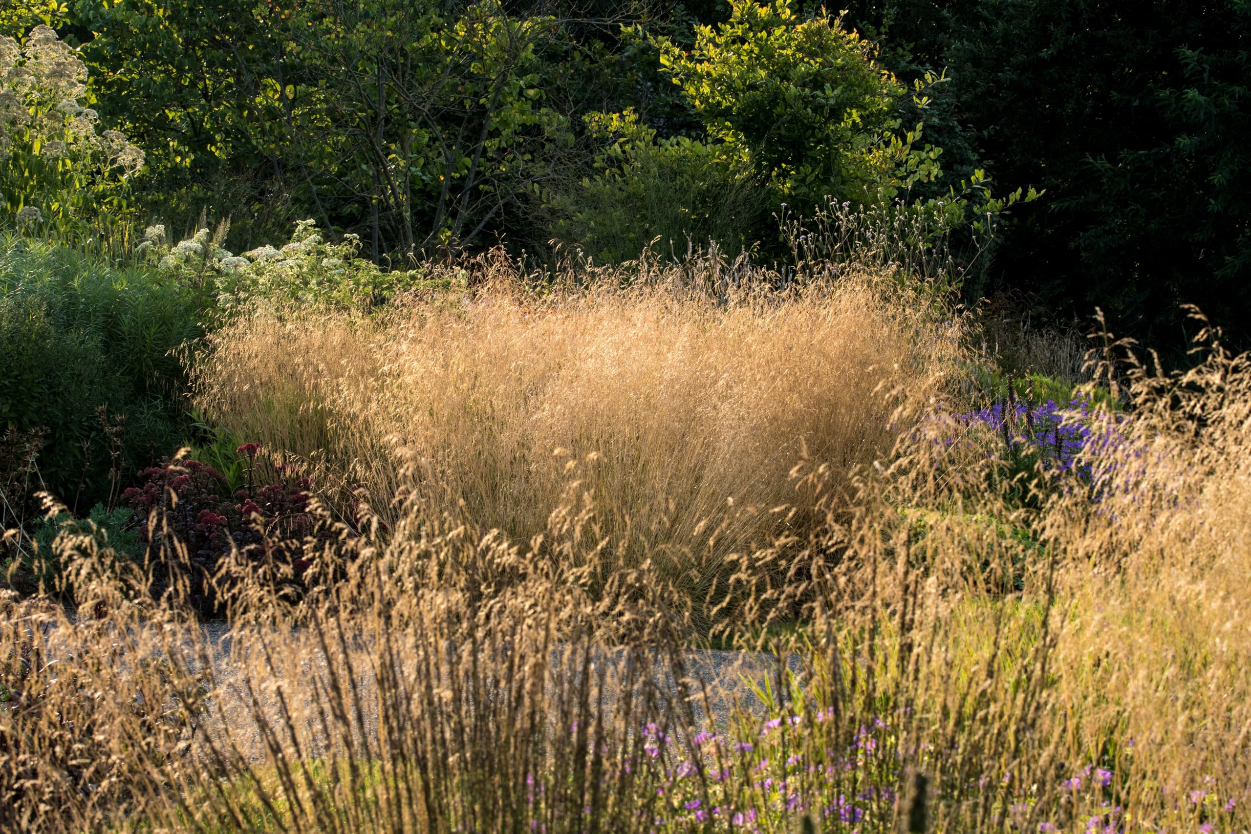 Stauden Gänge 10 x Deschampsia cespitosa 'Tauträger' Rasenschmiele | Winterhartes Ziergras für Sonne bis Halbschatten, Blüte JJuni bis Oktober, mehrjährig, 1 L Topf (11x11 cm)