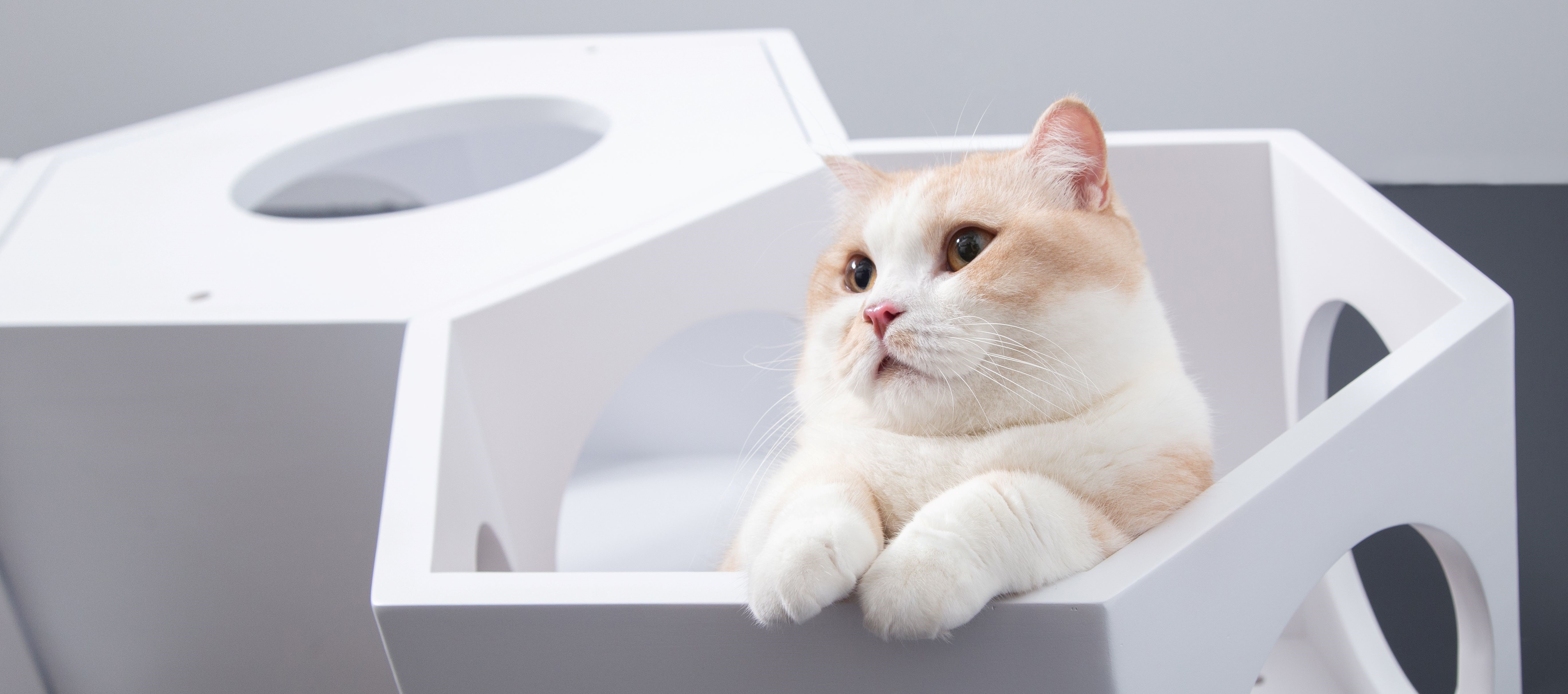 Amazon | MYZOO 六角ハウス【質感のある無垢材】猫ハウス キャット