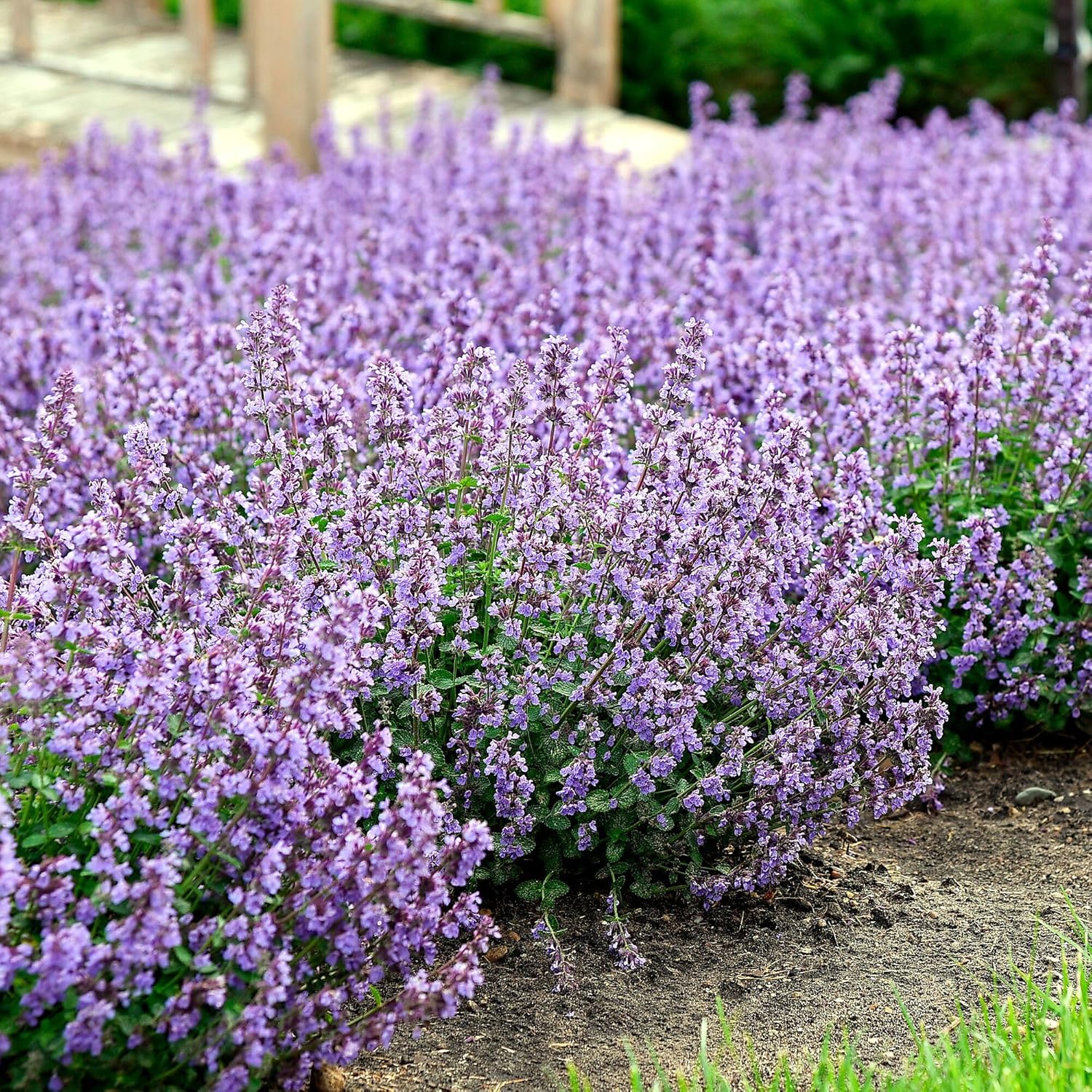 Nepeta ‘Cat’s Pajamas’, Catmint Live Plant, Proven Winners, Fragrant Plant, Perennial Plants in pots and Ready to Plant, not Seeds, Container Size: 4.5"