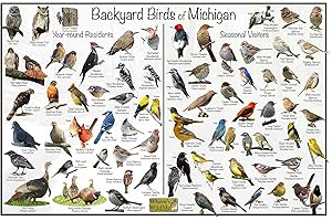 Backyard Birds of Michigan Field Guide Poster