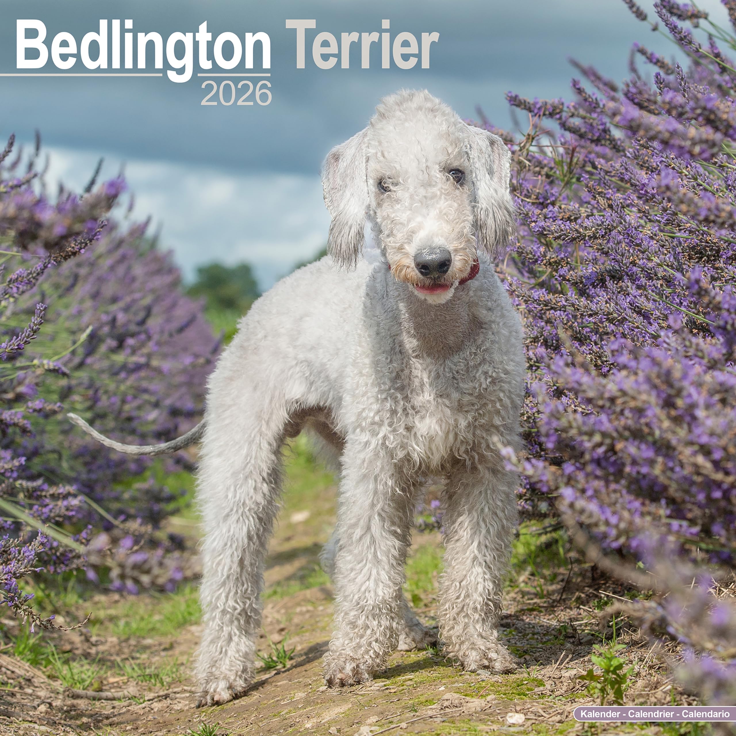 Bedlington Terrier 2026 Calendar | Square Wall Calendar | Dog Breed Gift | Plastic Free Packaging | by Avonside Publishing