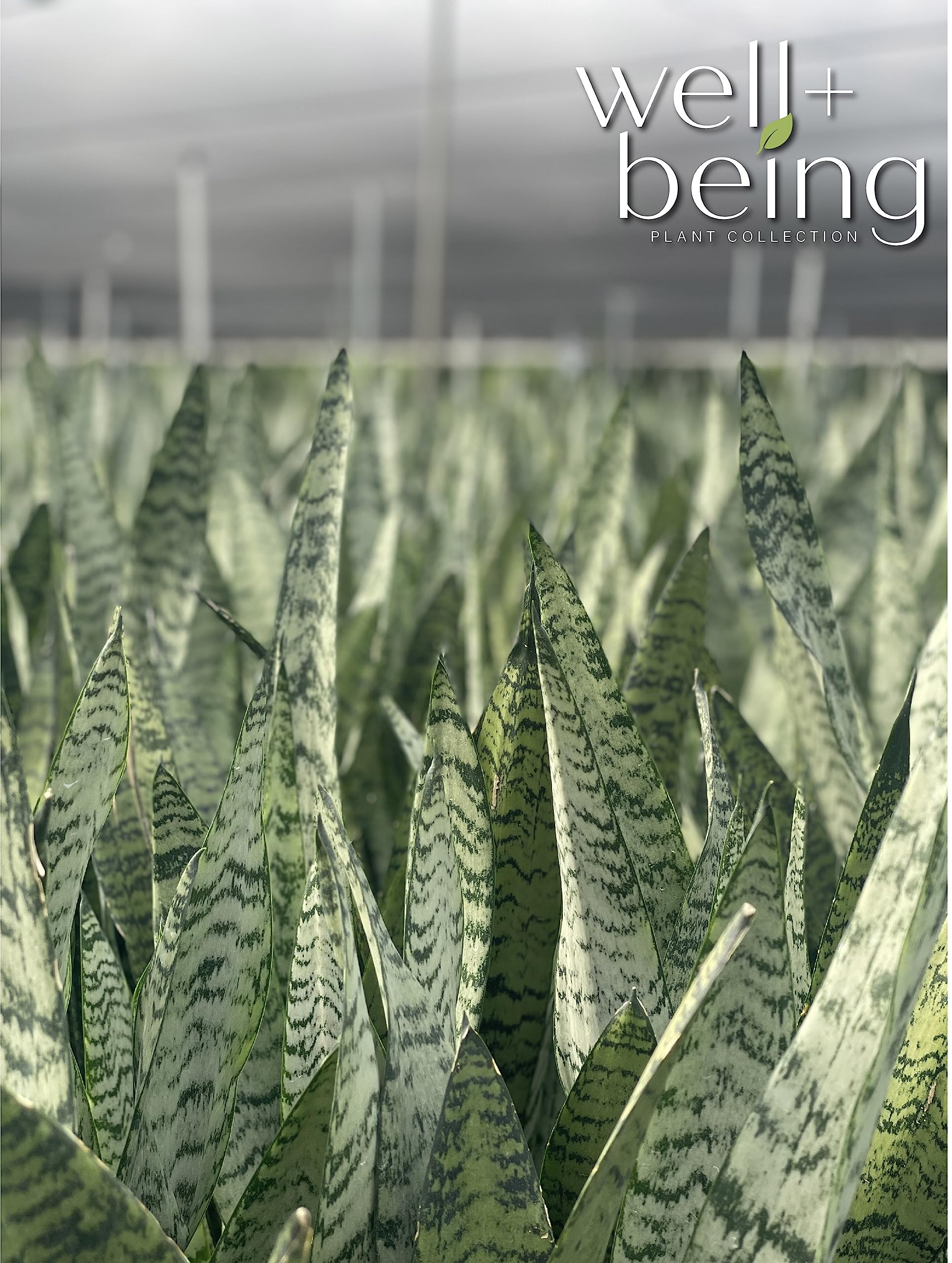 Amazon.com : Nature's Way Farms, Sansevieria Zeylanica, Snake Plant, Live  Houseplant, Easy Care, Air-Purifying (25-30 in. Tall) in Grower Pot :  Patio, Lawn & Garden