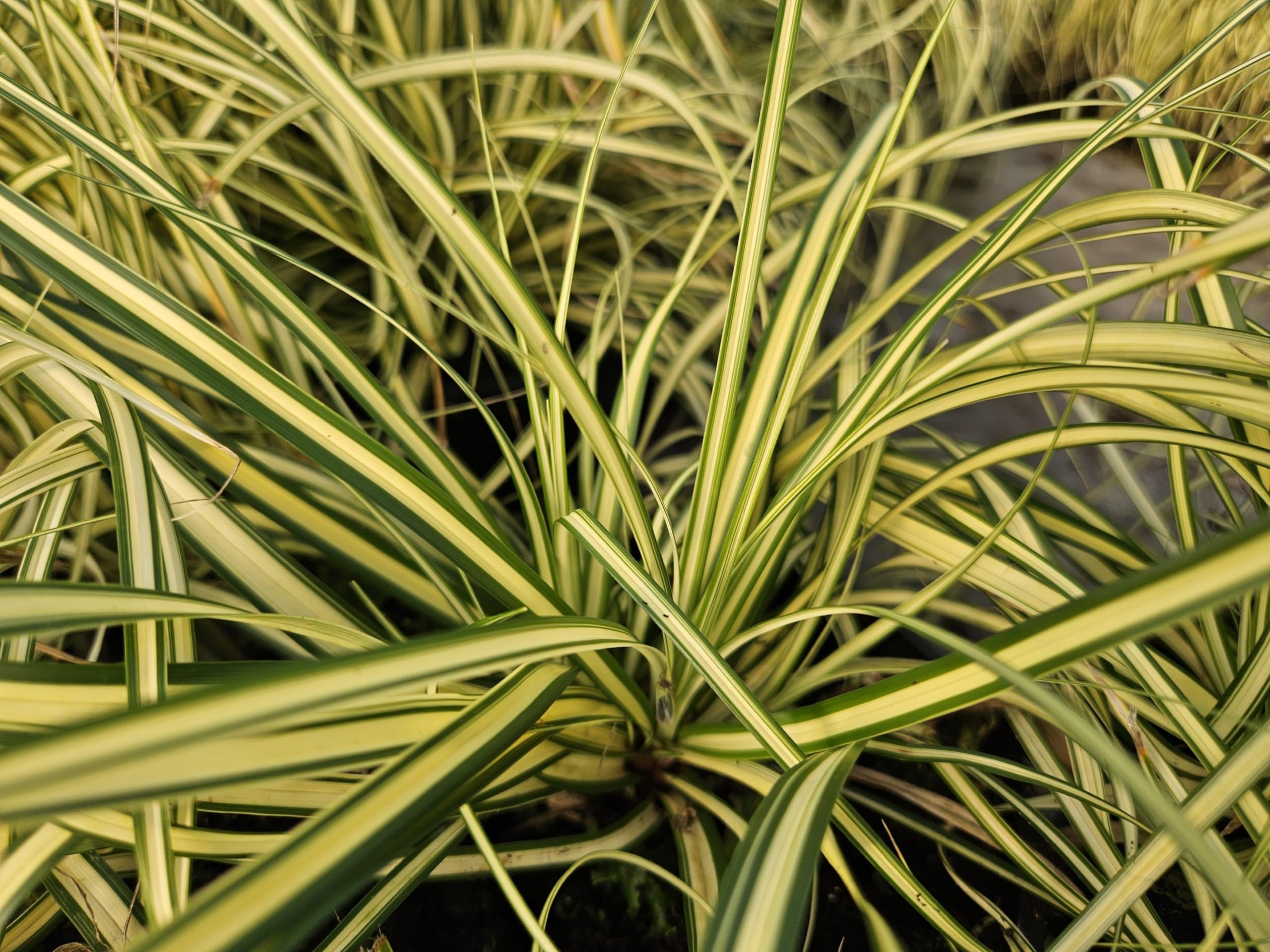 Carex oshim. 'Evergold' | 48 pezzi - 10-25cm - Ø9cm - Pianta da giardino
