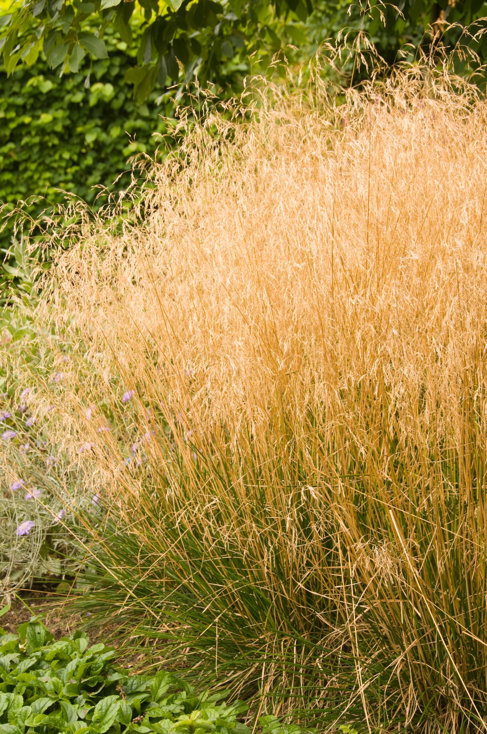 Stauden Gänge 10 x Deschampsia cespitosa 'Tauträger' Rasenschmiele | Winterhartes Ziergras für Sonne bis Halbschatten, Blüte JJuni bis Oktober, mehrjährig, 1 L Topf (11x11 cm)