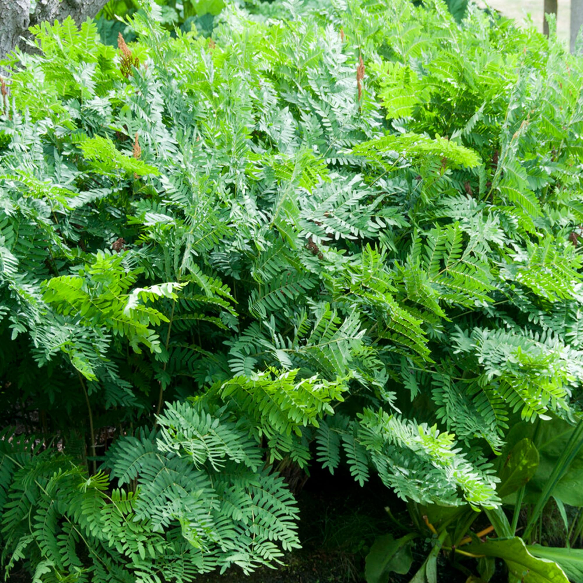 Osmunda Regalis | Royal Fern | Plants Outdoor Garden Ready | Deciduous Outdoor Fern Plant | Ferns for Garden Beds and Borders (11cm Pot, 20-30cm)