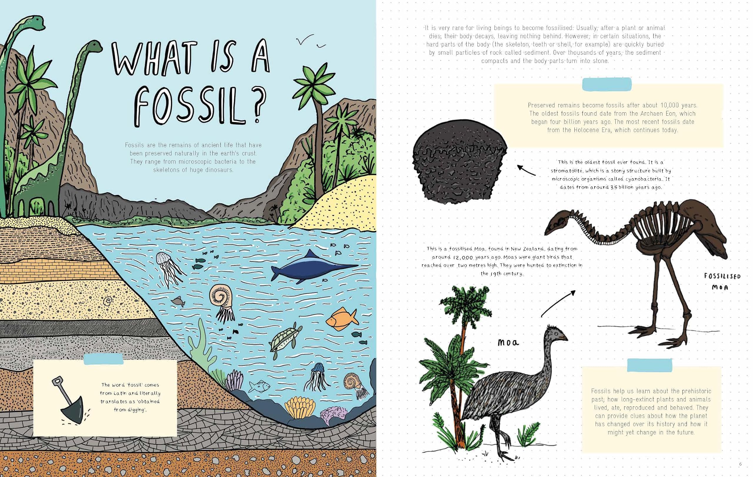 Stones and Bones: Fossils and the stories they tell