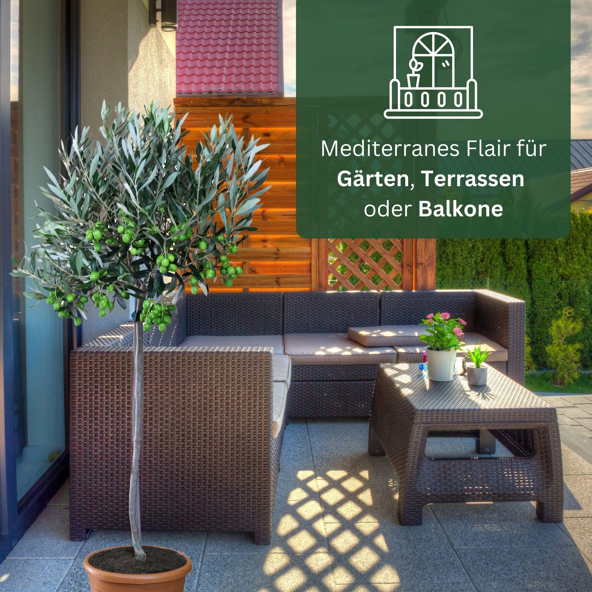 Meine Orangerie Olivenbaum Mezzo - echter Olivenbaum - Olea Europaea - Olive Tree - Fruchtreifes Stämmchen in Gärtnerqualität
