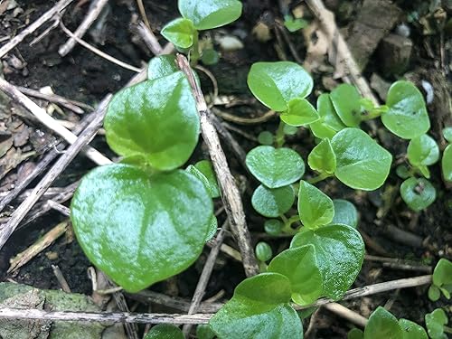 Miniatura 6 de 2 paquetes de hierba de garra de cangrejo Peperomia pellucida (rau cang cuaPepper ElderShining Bush Plant - 50 semillas por paquete