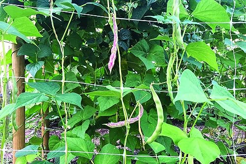 Miniatura 6 de Tenax Hortonova Plant Trellis Net Lm, 67 pulgadas x 328 pies, color blanco