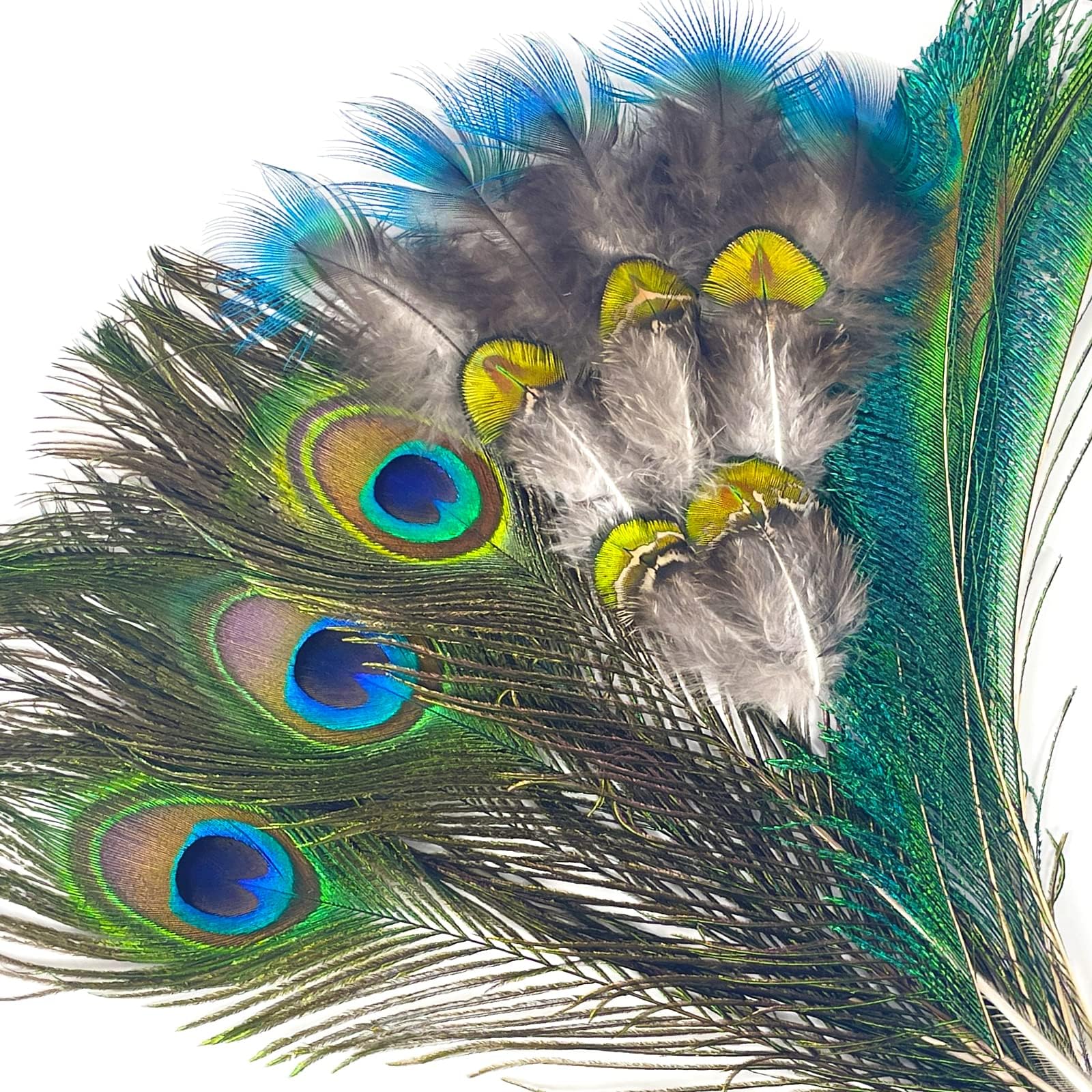 BleSky 20 Pcs Natural Peacock Feathers Bulk Set Peacock Feathers for Crafts 4 Style