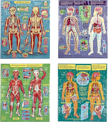 Miniatura 3 de eeBoo: Listo para aprender: 4 rompecabezas de anatomía humana – Sistemas corporales juego de 4 – 48 piezas de rompecabezas, incluye póster
