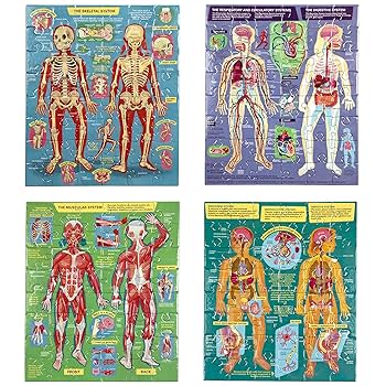 ANATOMY FOR BEGINNERS 4枚セット ANATOMY FOR BEGINNERS 4枚セット Amazon.co.jp: AnatomyStuff