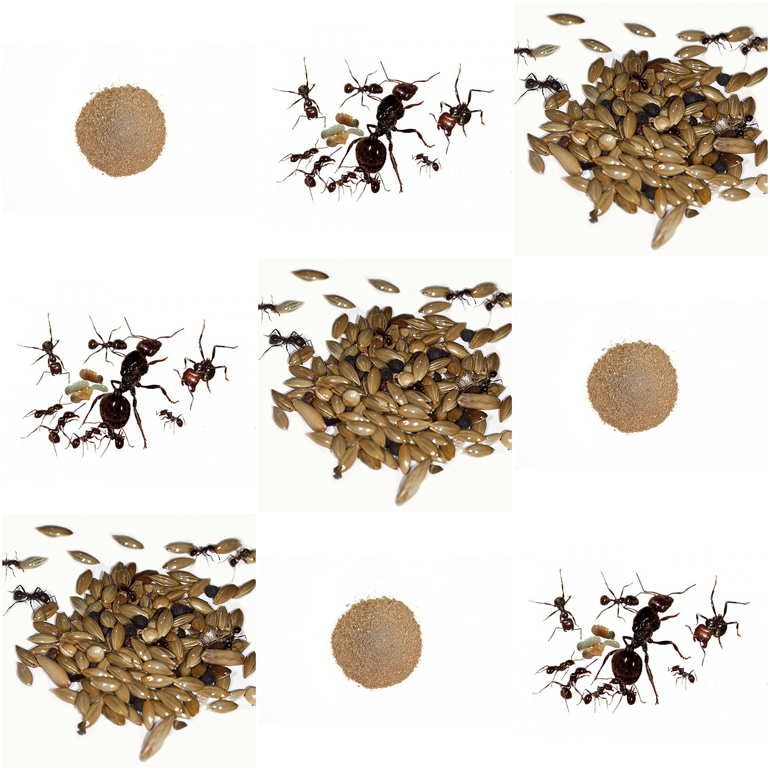 AntHouse Kit de Remplacement Complet pour Sand Ant Farm - Fourmis avec Reine Gratuit