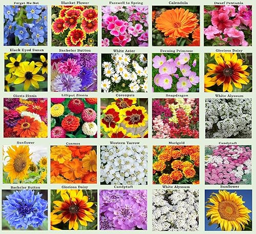 25 paquetes de semillas de flores tradicionales para plantar: más de 20 variedades de semillas de flores - Forget Me Not, girasol, caléndula, zinnia