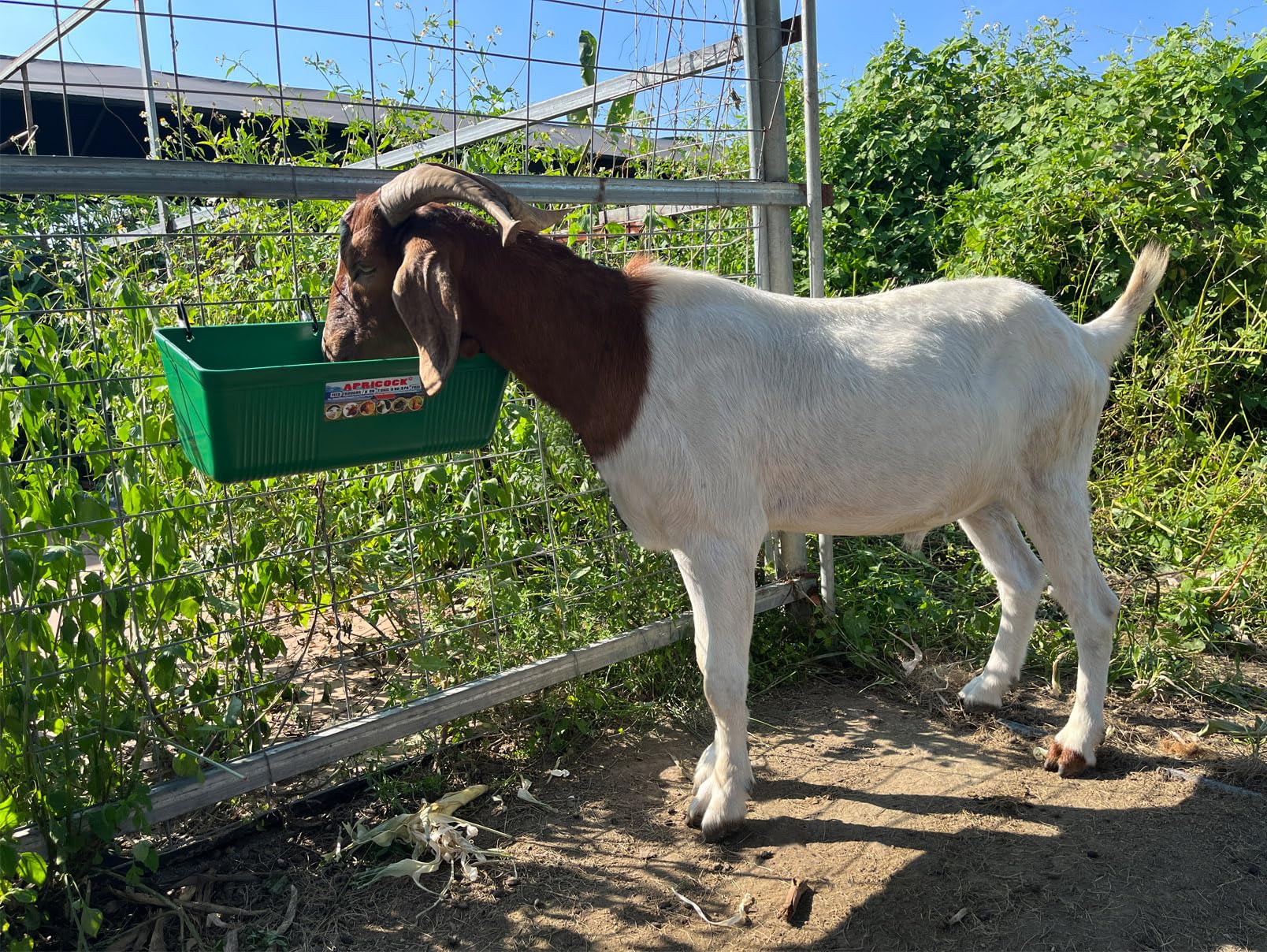 2 Pack Large Feed Trough And Waterer Bucket With Clips, For Large Goats - View #4