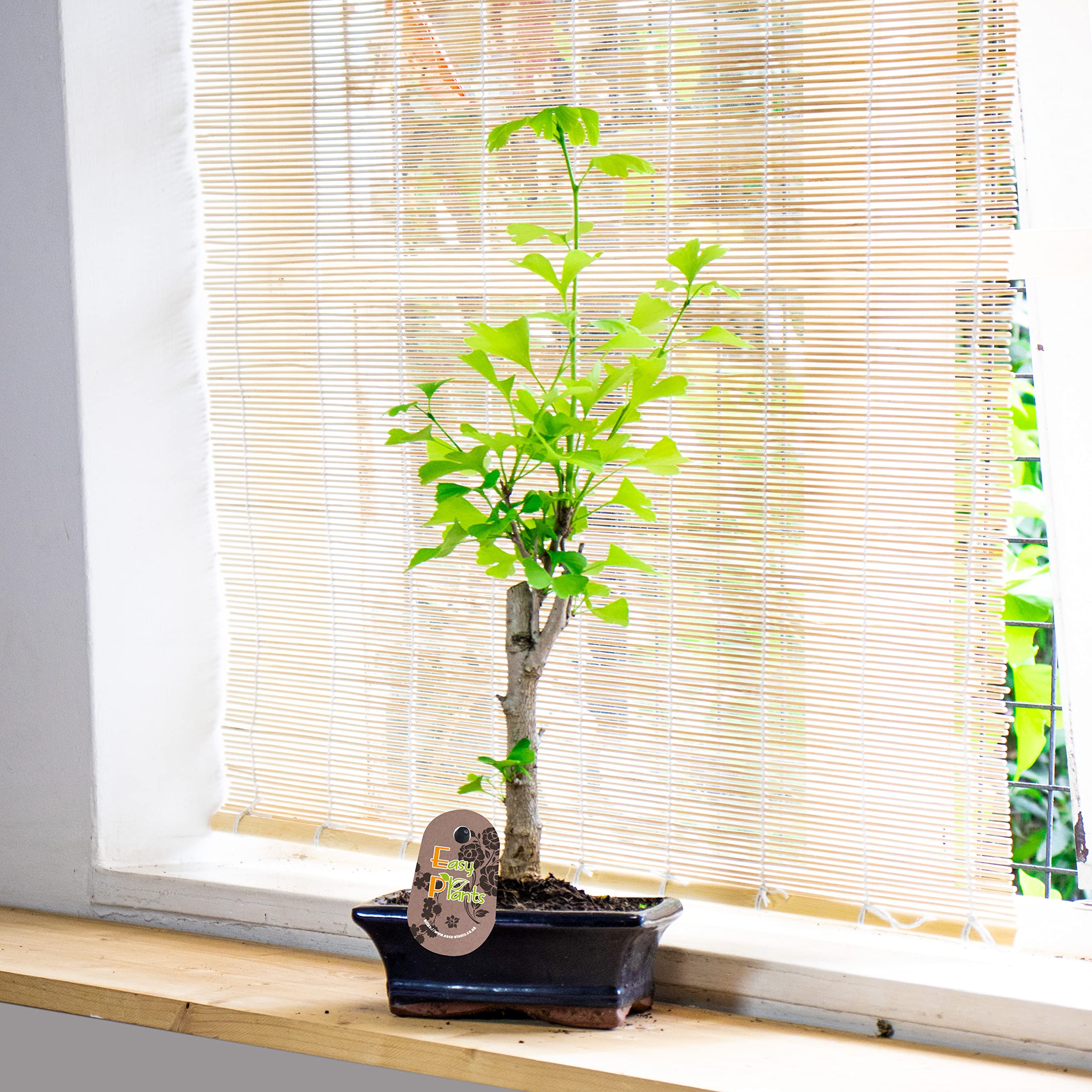 Ginkgo Bonsai Tree (Ginkgo Biloba) - Timeless Indoor & Outdoor Elegance, Ceramic Pot Included - Hardy House Plant for Bonsai Gardens and Nature Enthusiasts