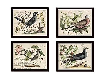 アート・デザイン・音楽 CLASSIC NATURAL HISTORY PRINTS BIRDS Amazon.com: Vintage Bird and Botanical Print Set No.7 Set of